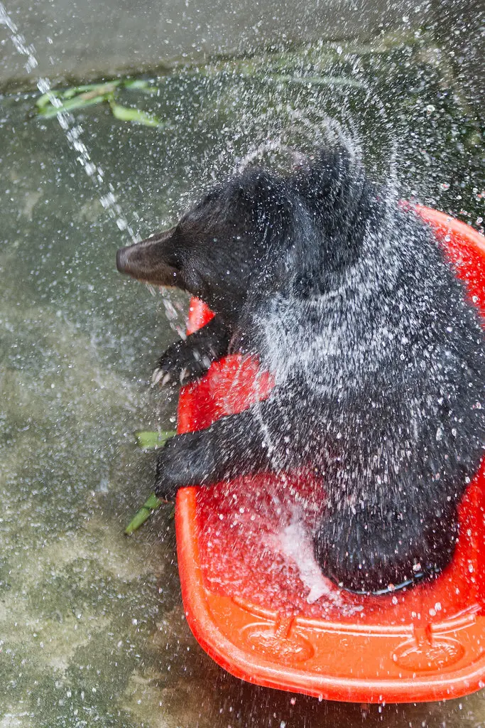 Moon bear cub Smudge enjoying a cool shower.