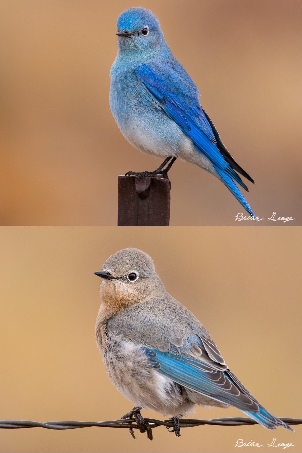 Mountain Bluebird Male and Female | Scrolller