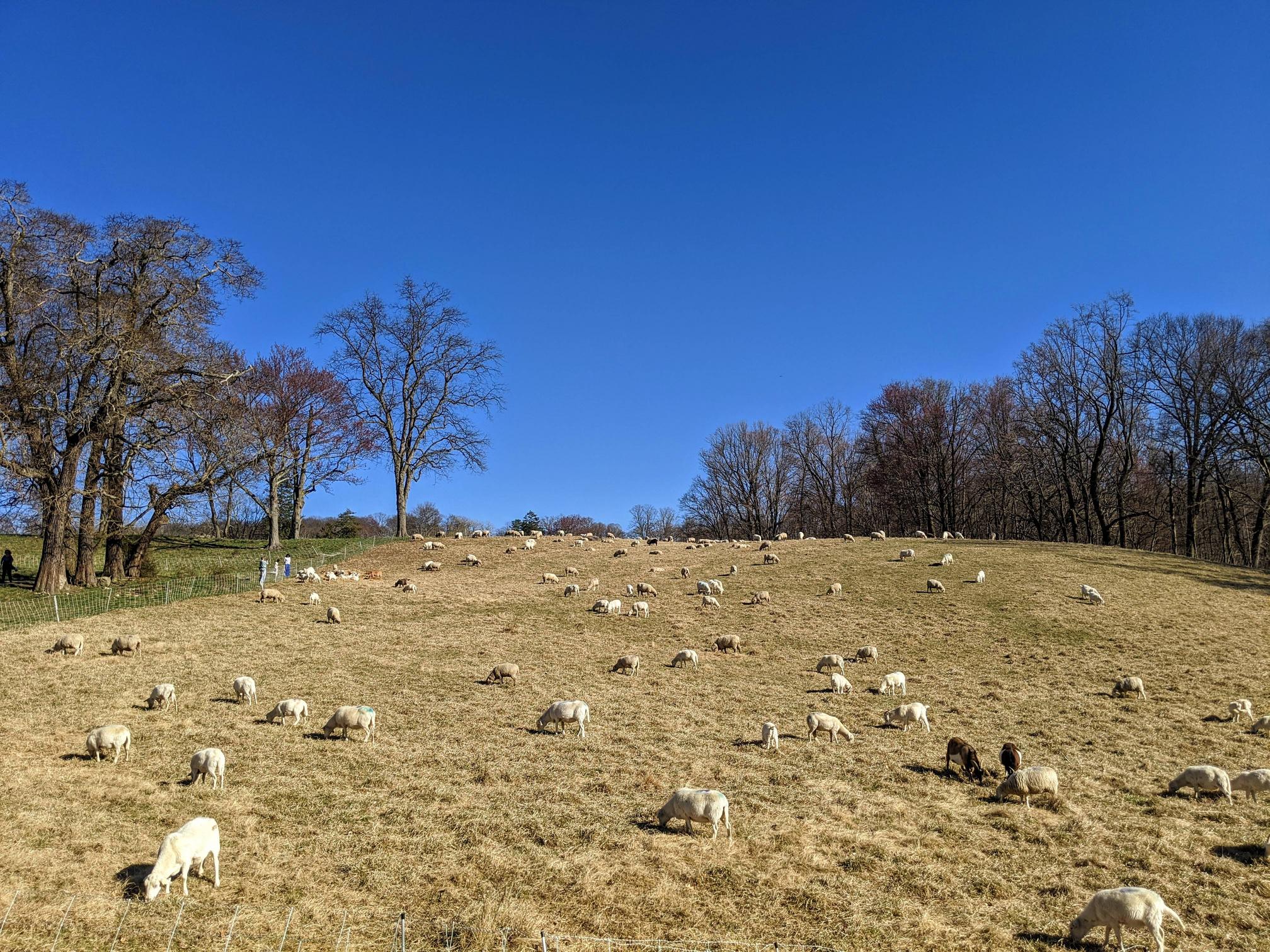 mowing-the-lawn-at-rockefeller-state-park-preserve-scrolller