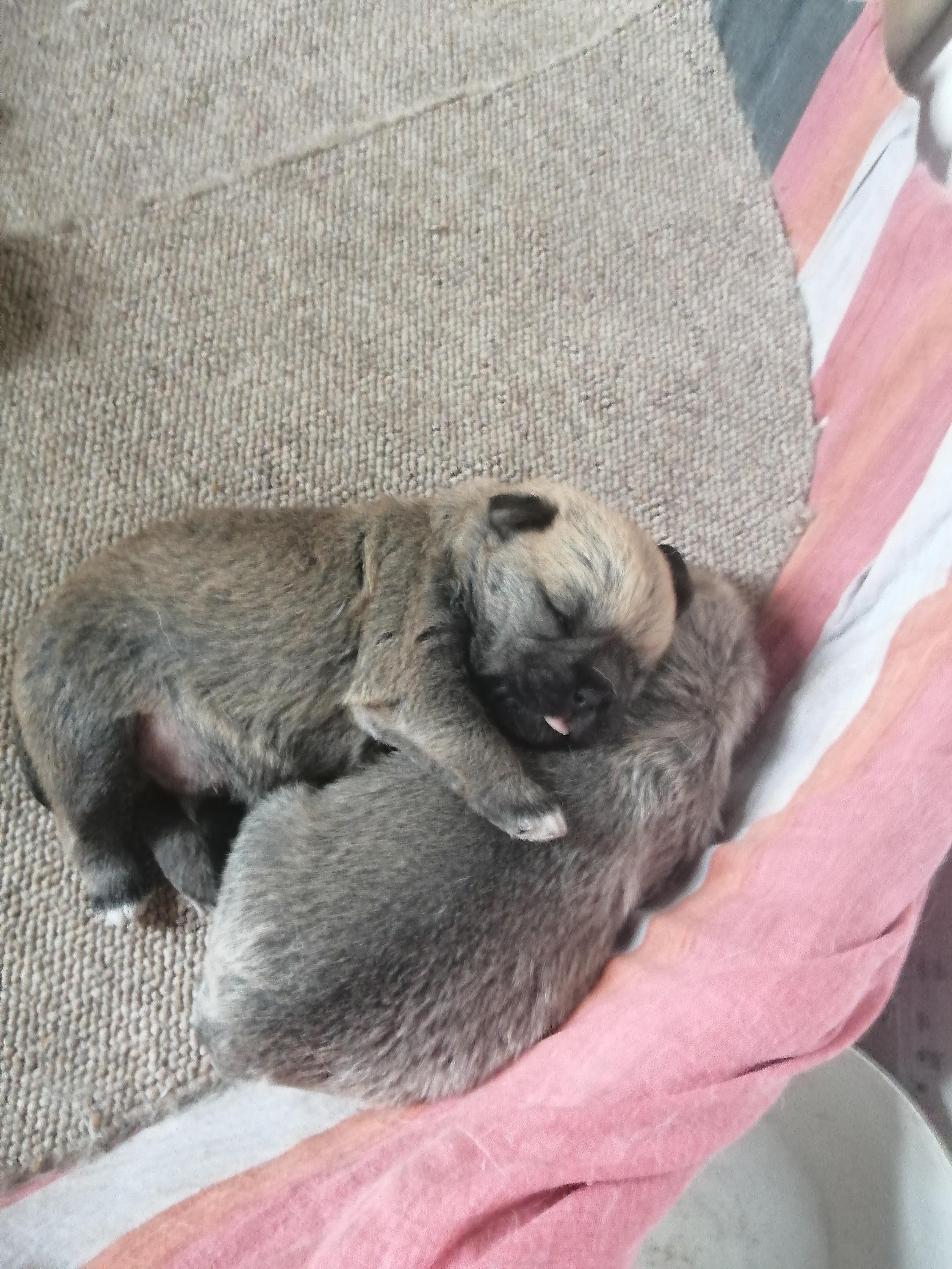 My 2 week old pug pups. Their names are Max and fluff | Scrolller