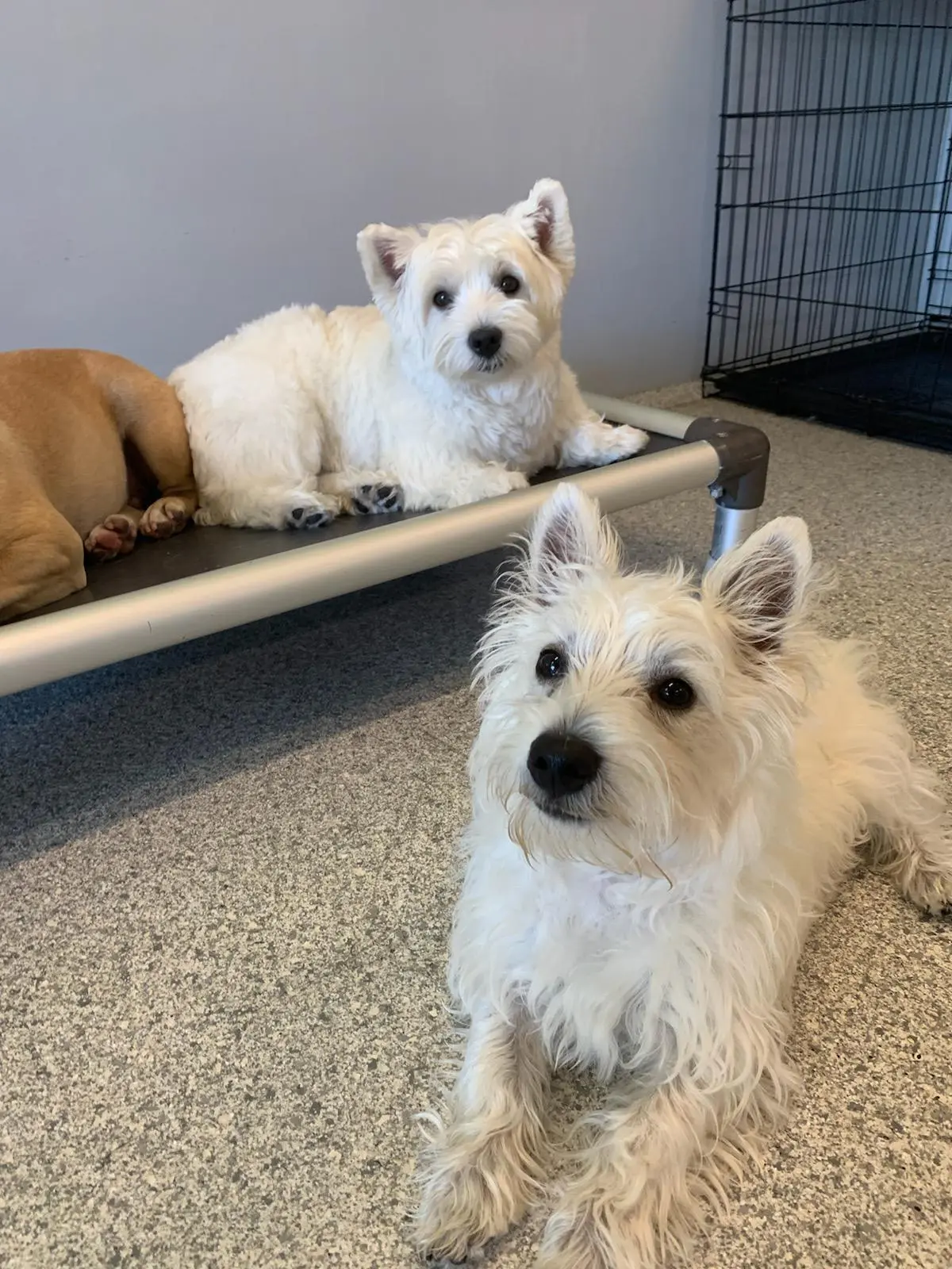 My 6mo old westie Jazz and his new lady friend westie Lacey! | Scrolller