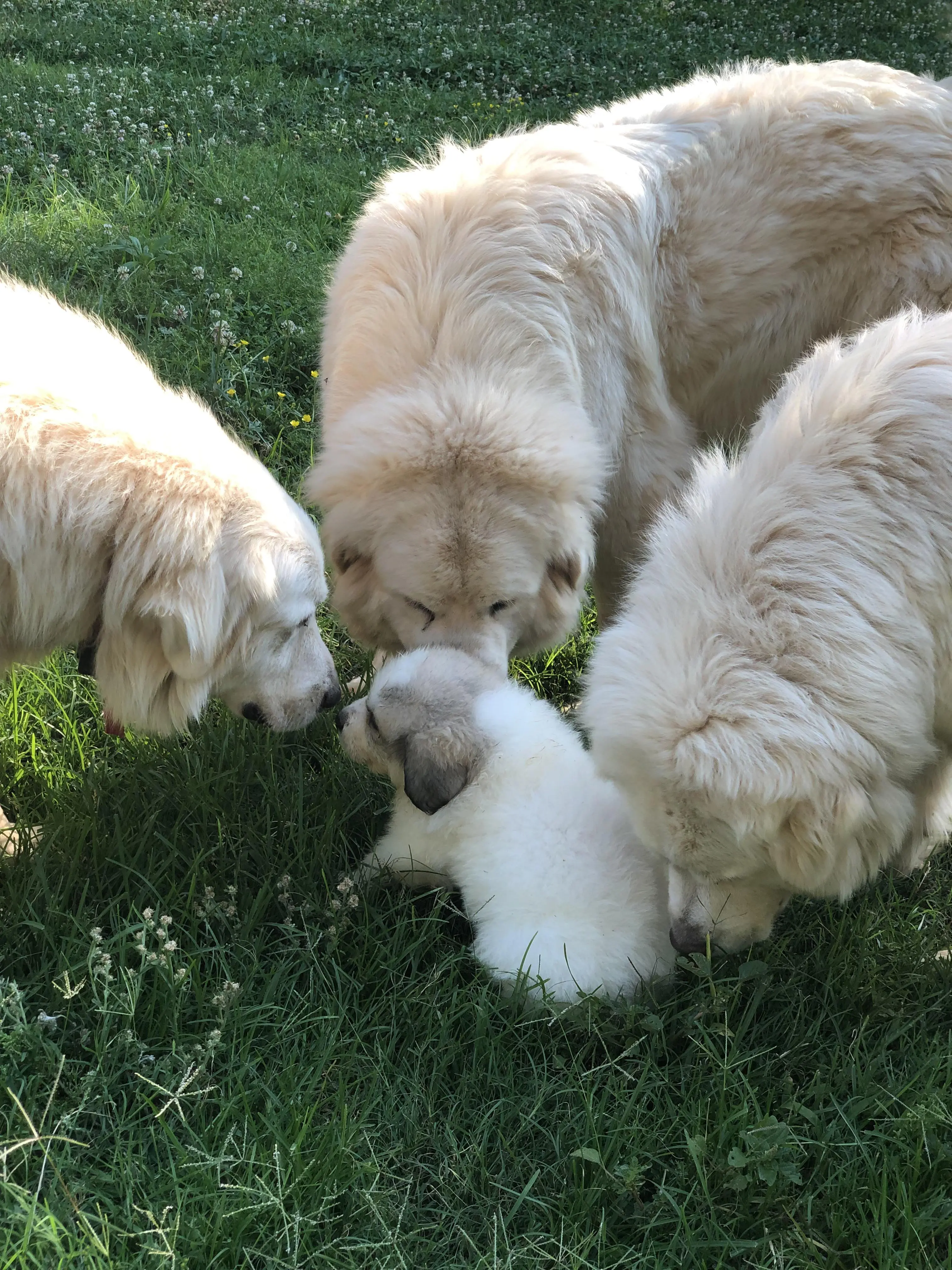 My boy is coming home in a week. Here he is with the ladies of his house.