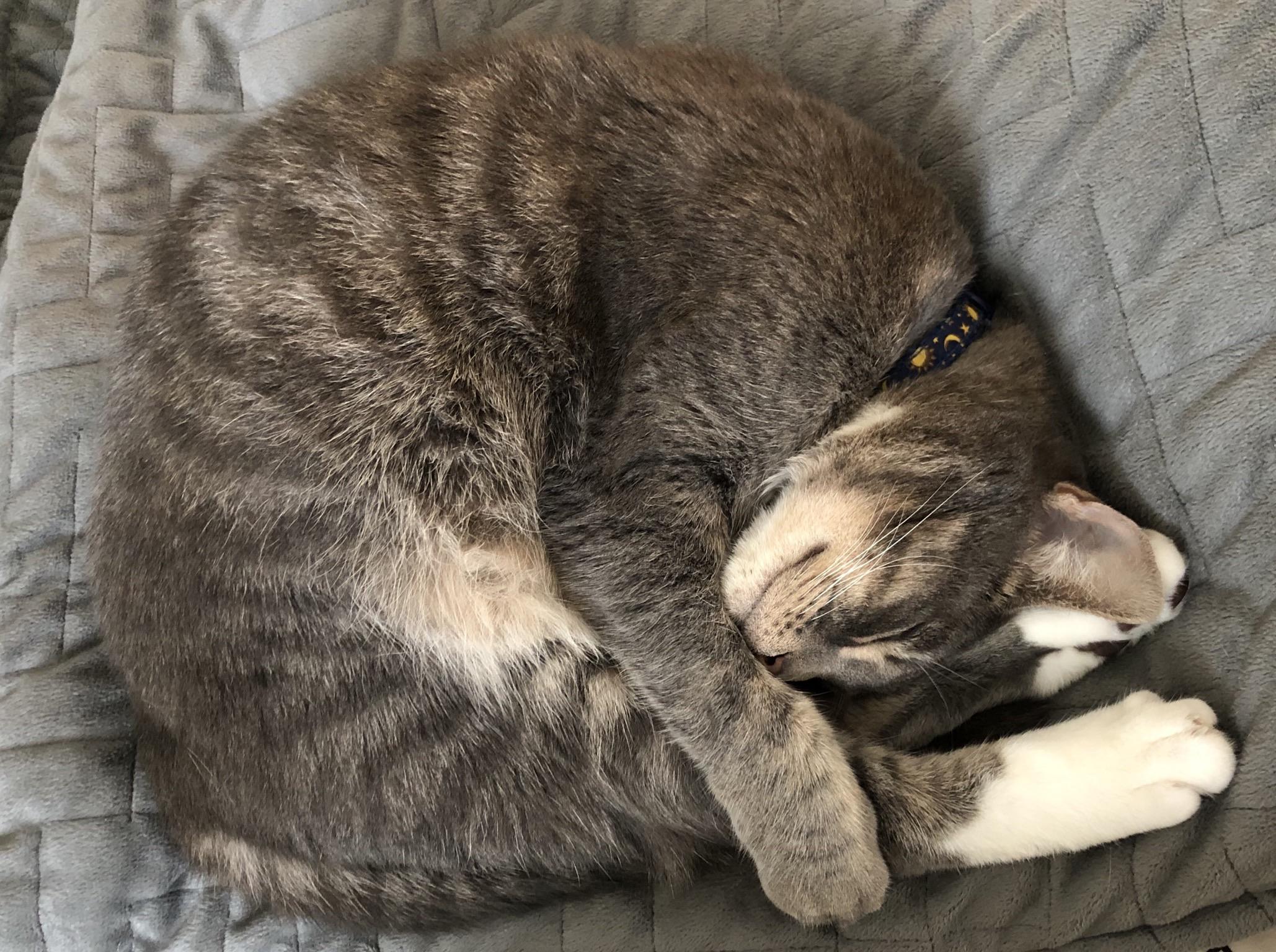 My cat stretching the ole’ hamstrings | Scrolller