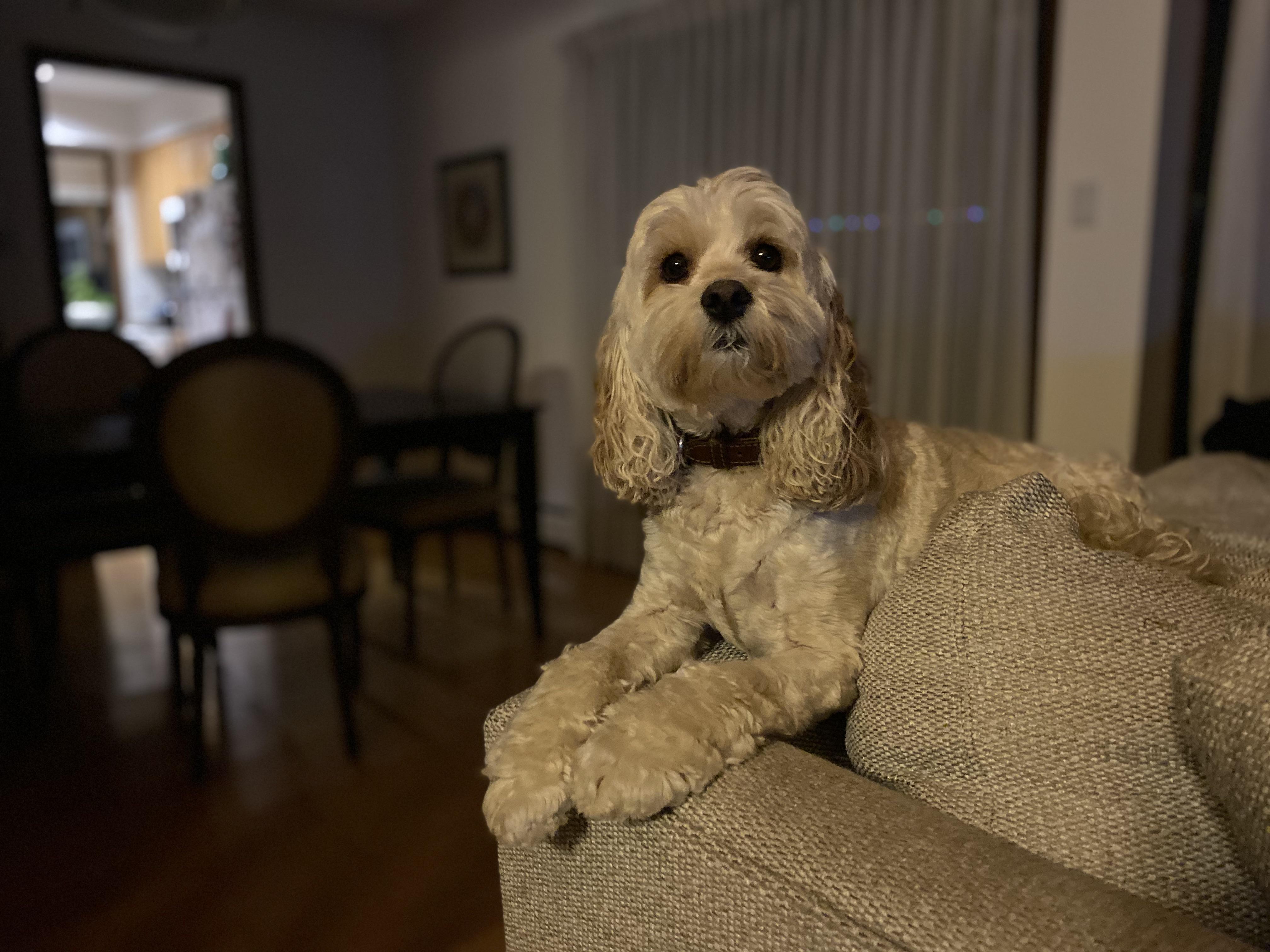 My cockapoo in one of her favourite nap spots, behind the couch ...