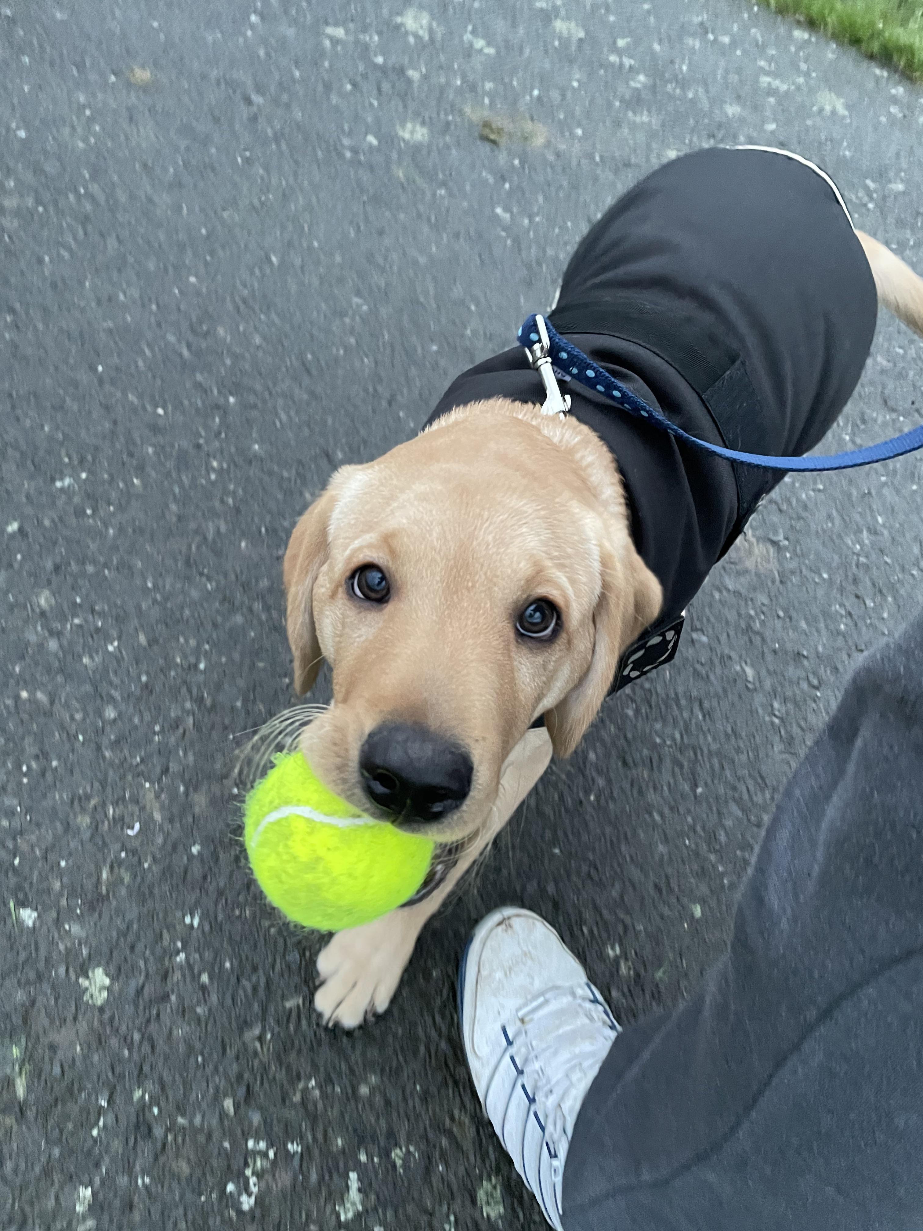 my-dog-chase-is-ready-to-play-scrolller