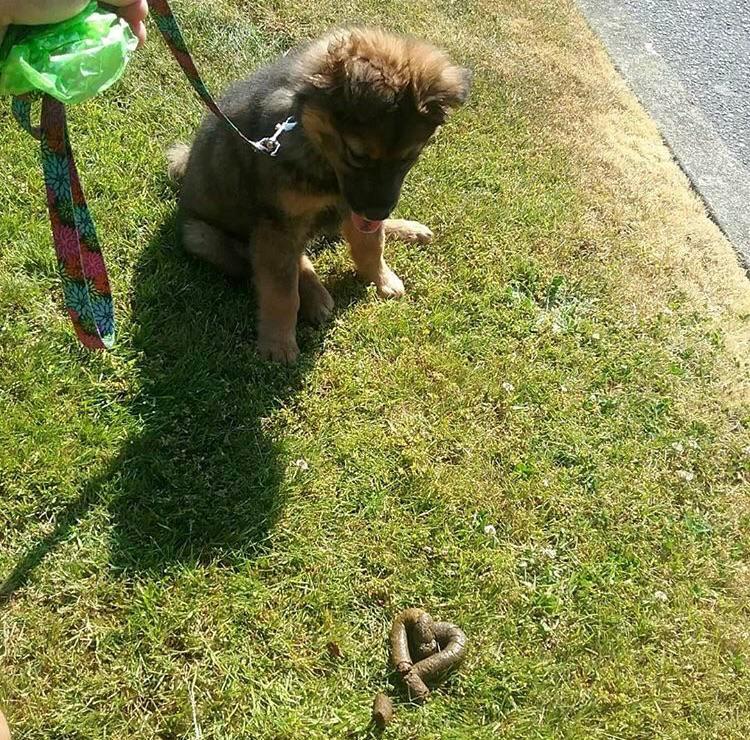 My dog left me a LOVEly poop ️ Scrolller
