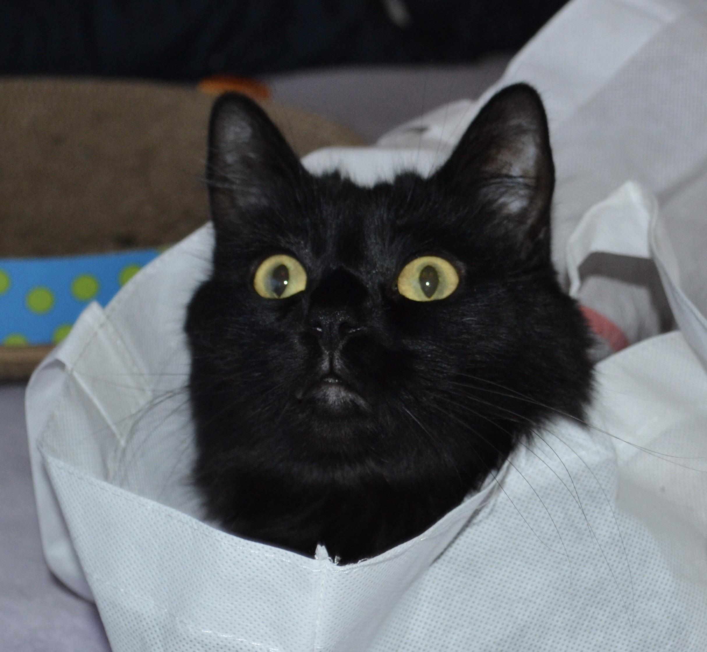 My goofy cat belongs here | Scrolller