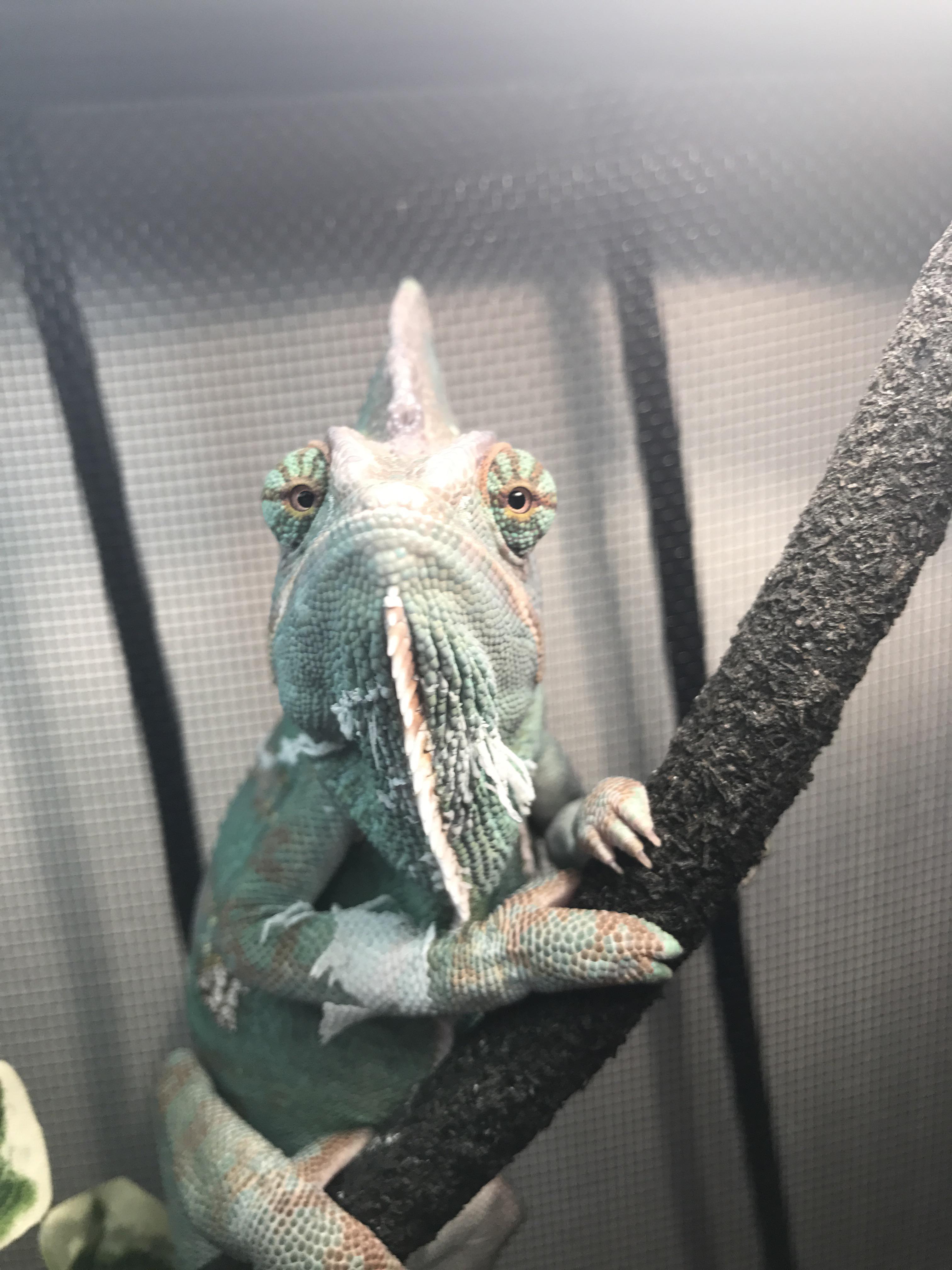 My handsome chameleon says hello | Scrolller