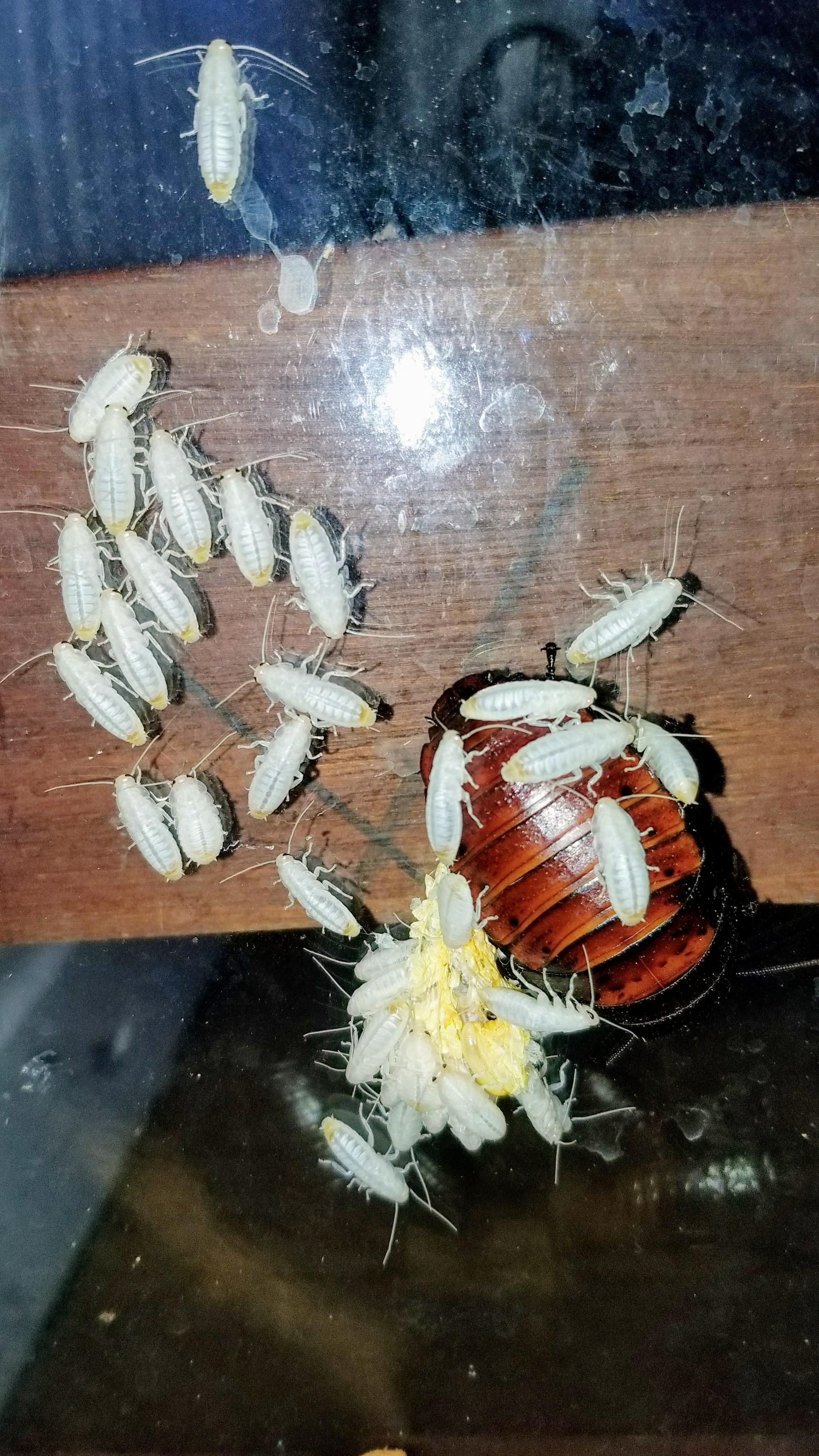 My kid's cockroach is having babies. | Scrolller