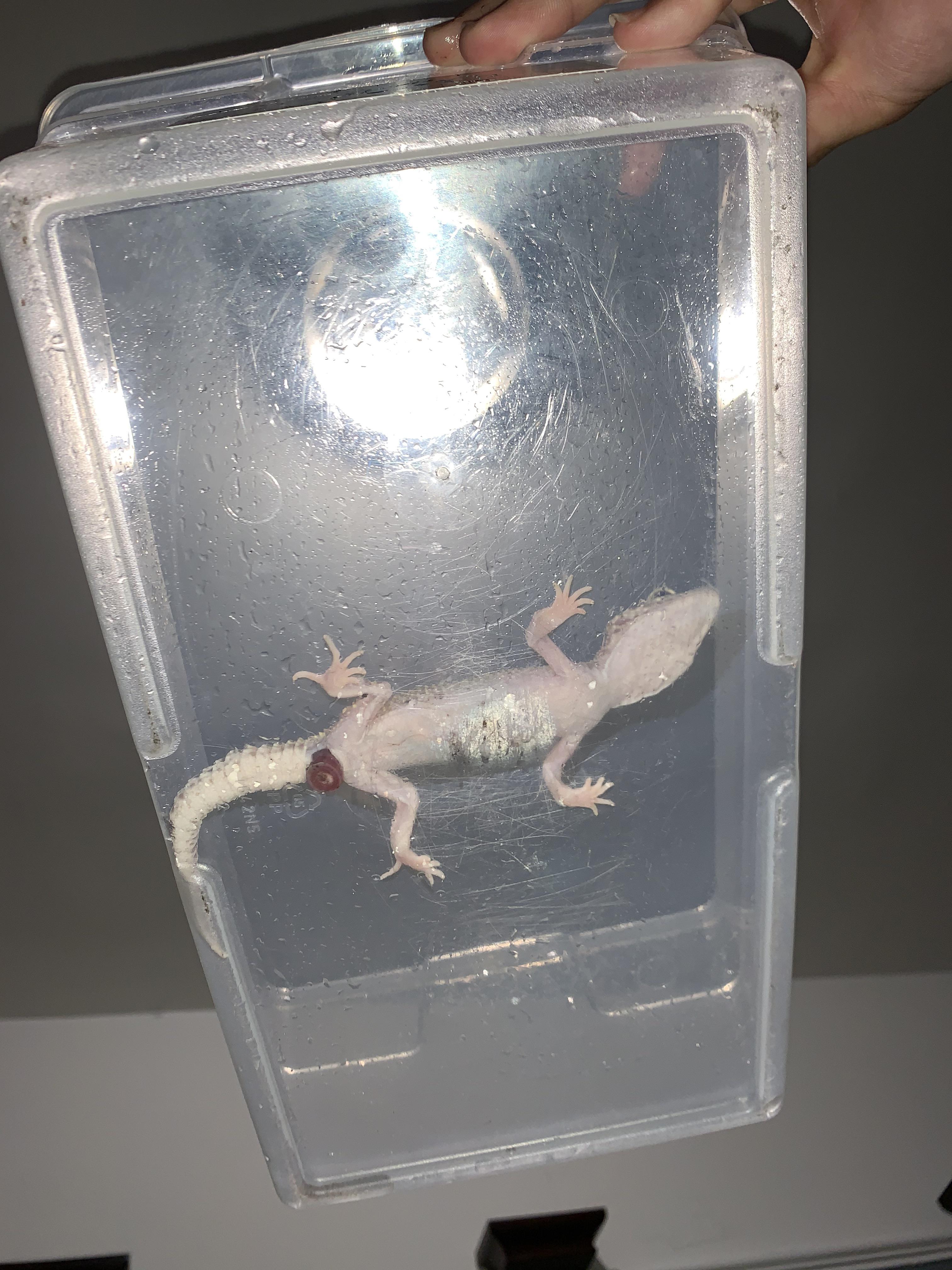 My leapord gecko was crying. When I removed it from the tank it had ...