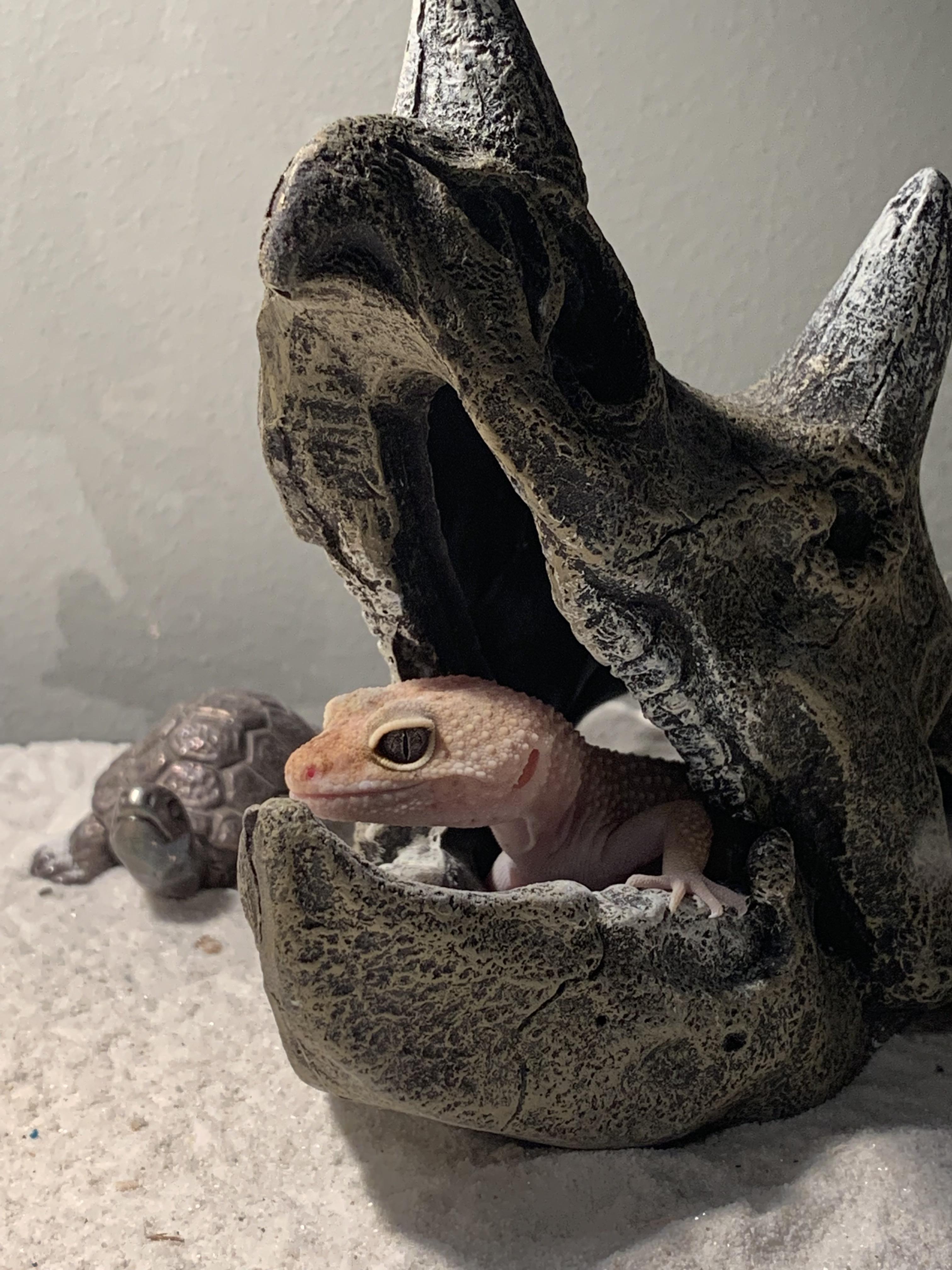 my leopard gecko rango and his new favorite hangout spot | Scrolller