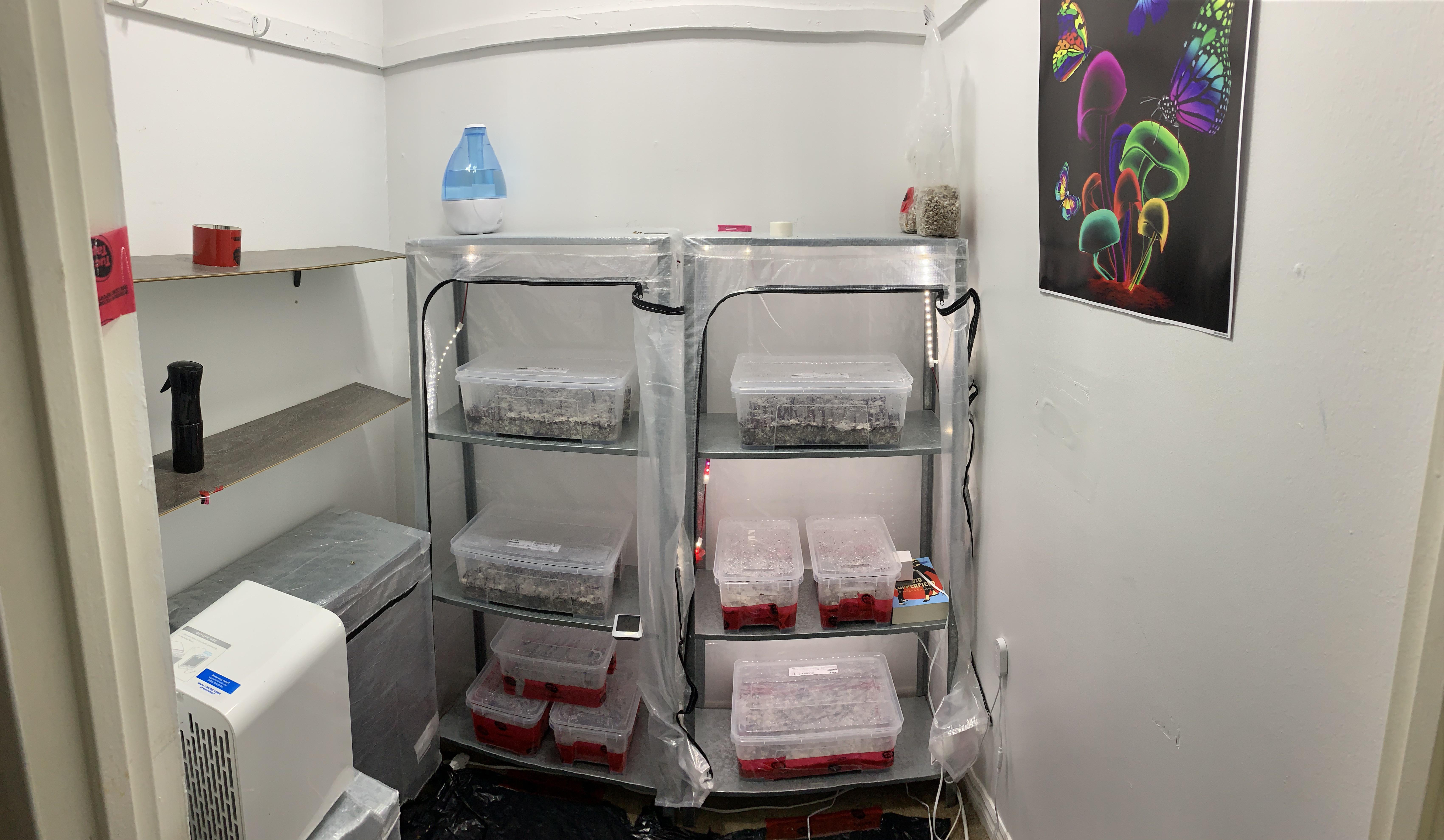 My Medicine Setup 🍄 I love this hobby. Thanks Uncle Bens 🙏 Scrolller