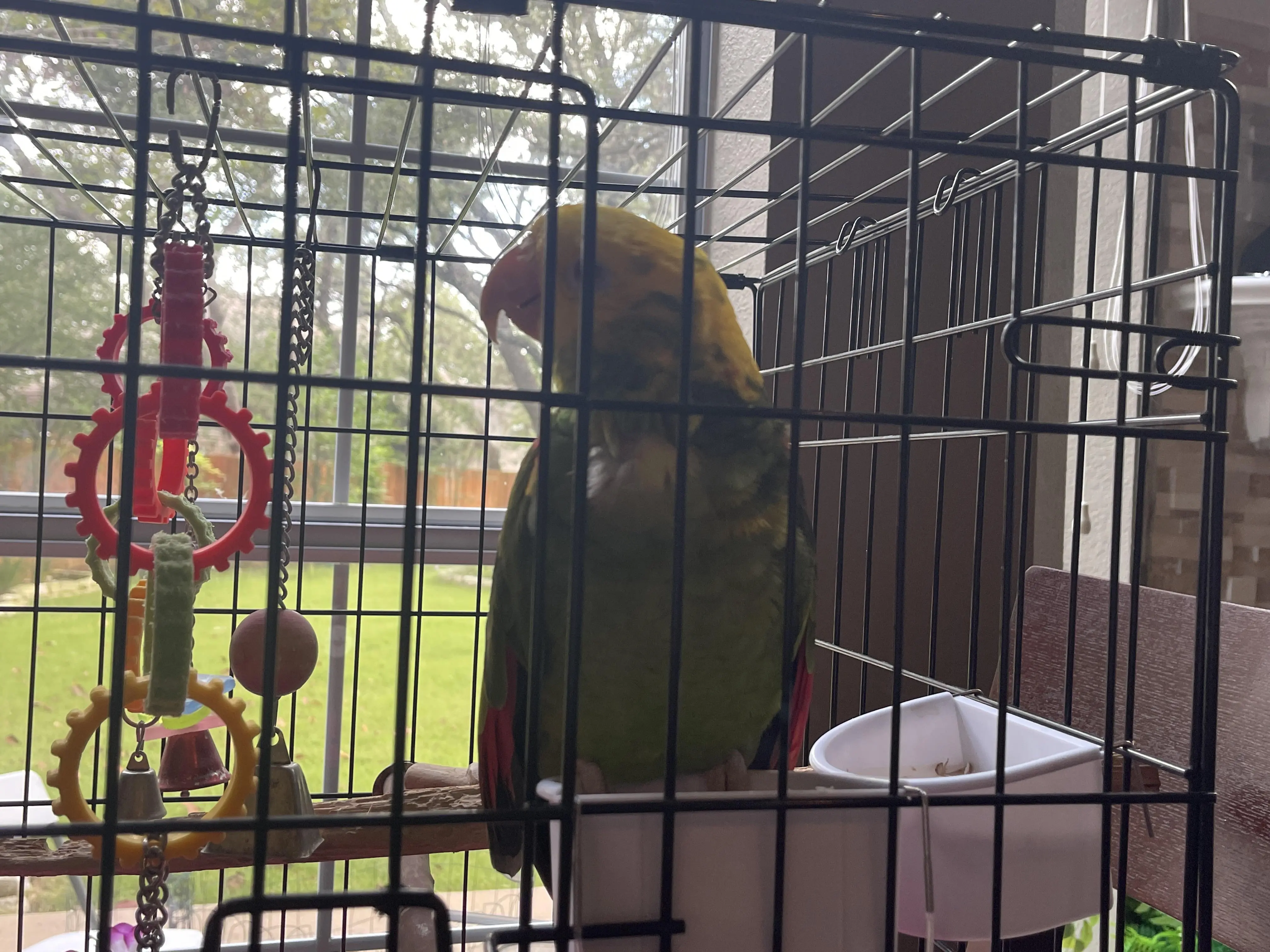 My mom died 5 days ago, now I have a parrot brother. I have no idea ...