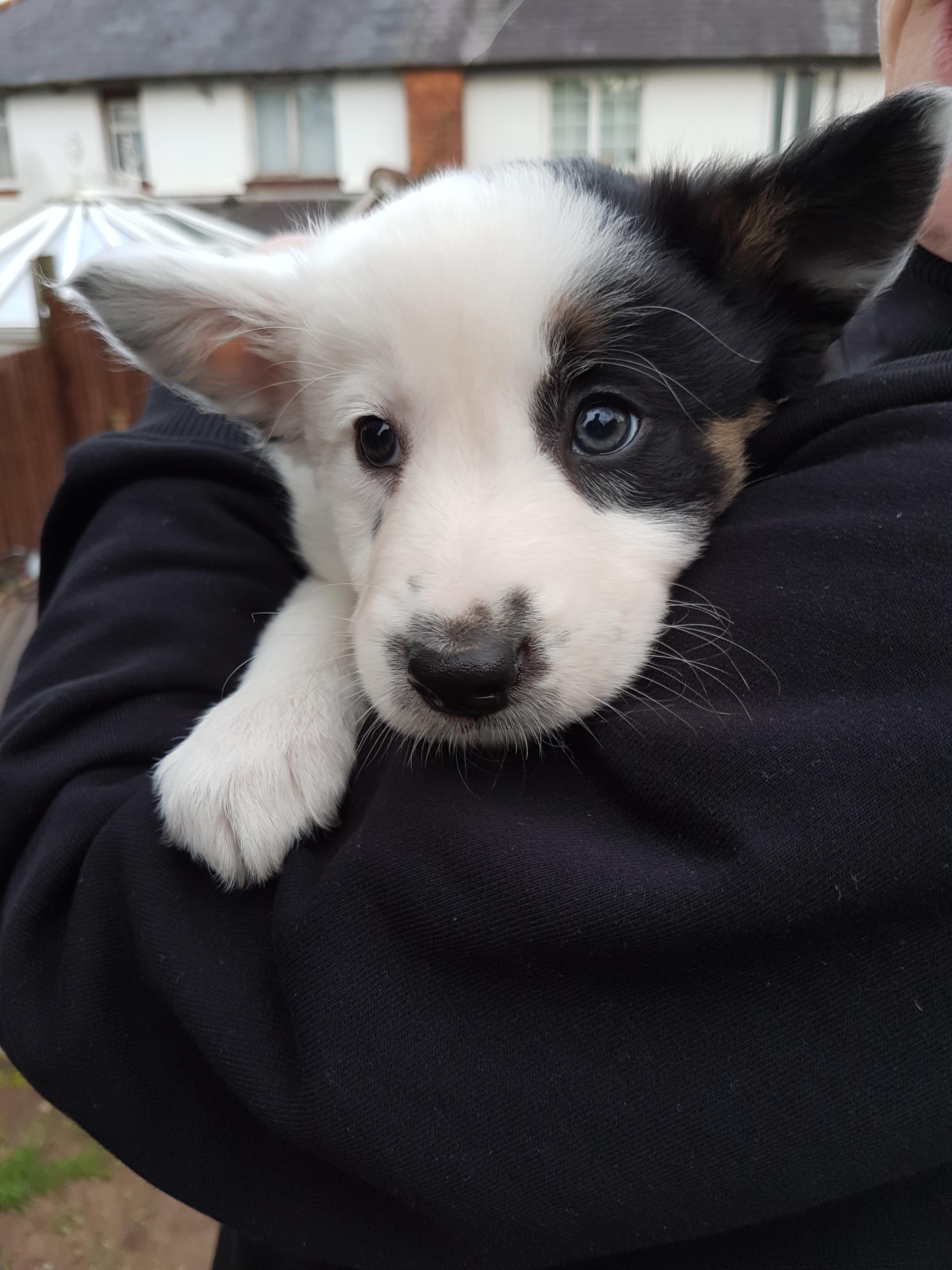 My new girl. 8 week old Border Collie. She is the only one of her ...