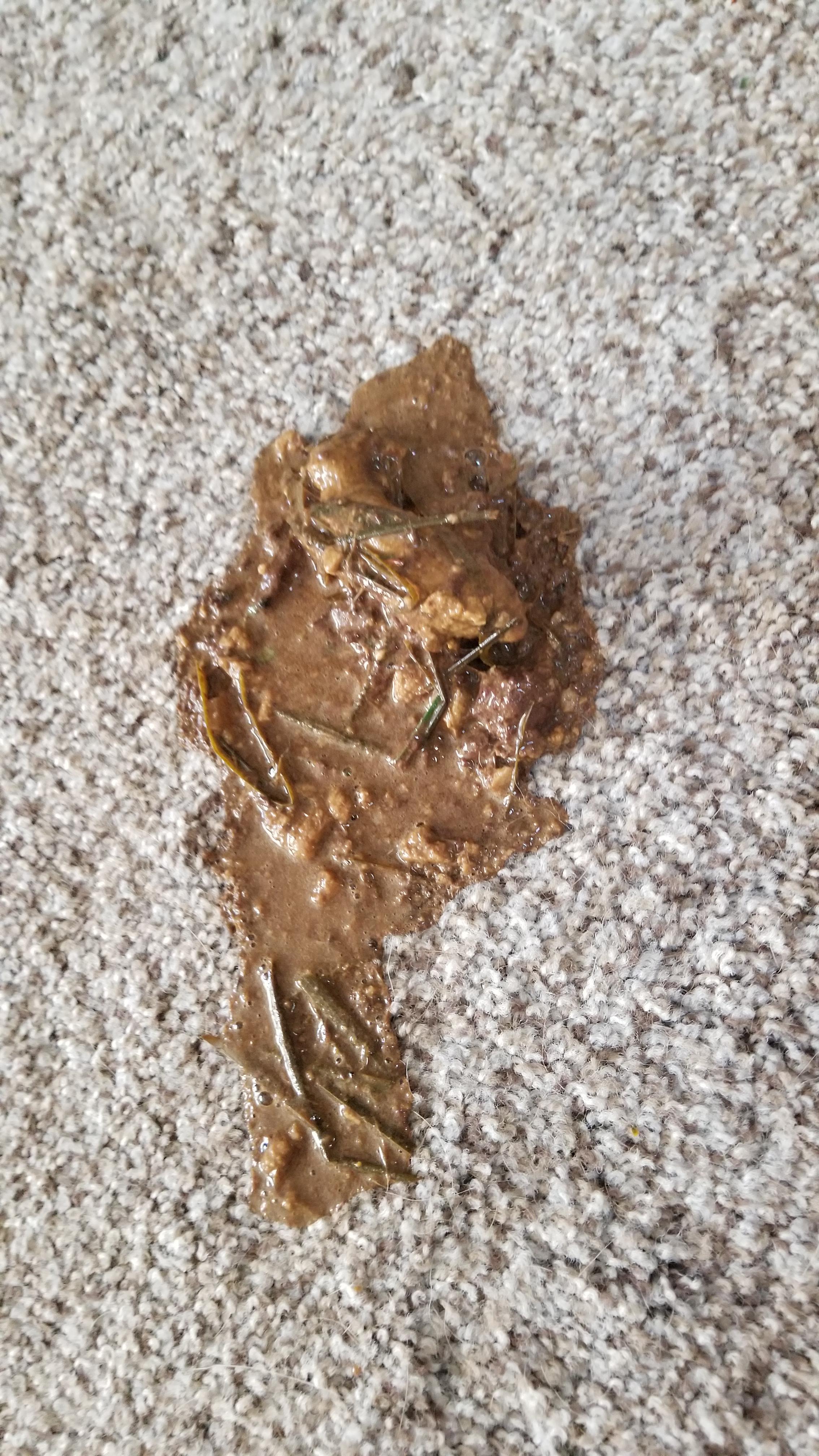 My puppy threw up an entire turd today Scrolller