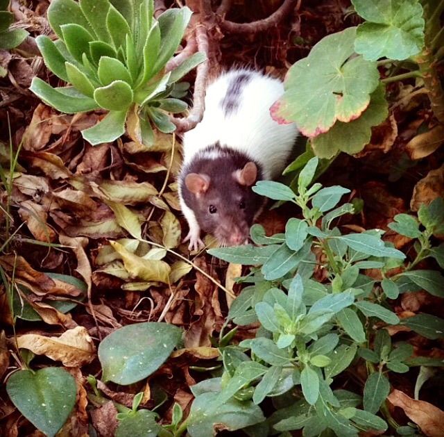My rat, Martha! She used to love running around the garden.