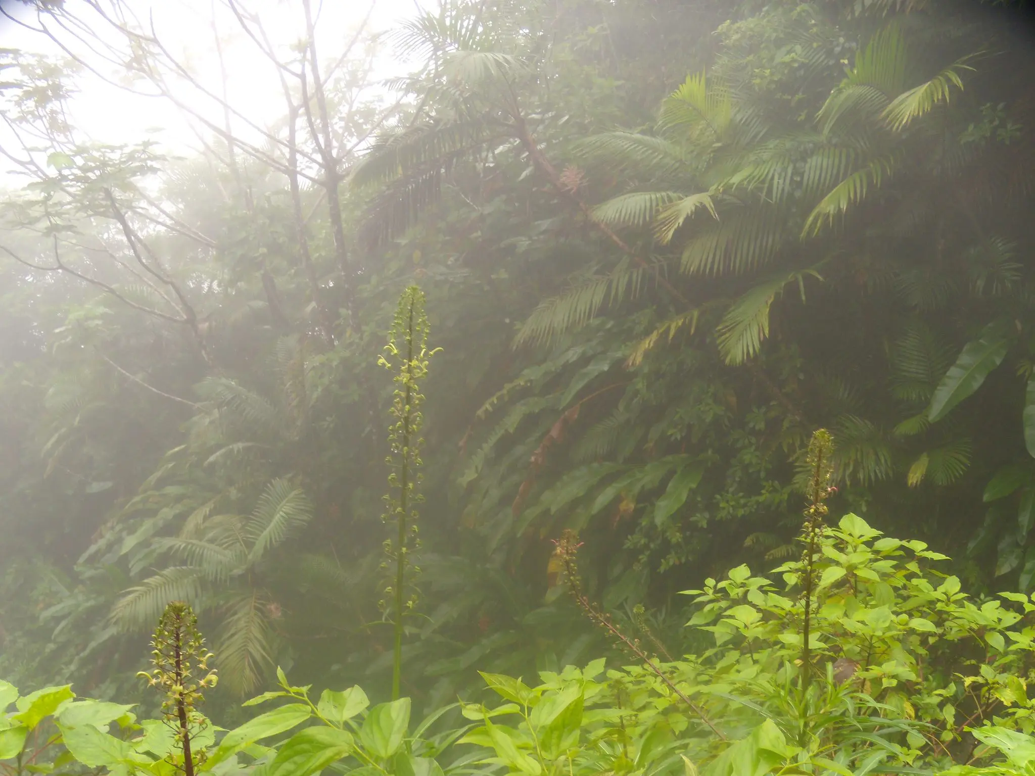 Nearing the top of Mt. Saint Catherine in Victoria, Grenada