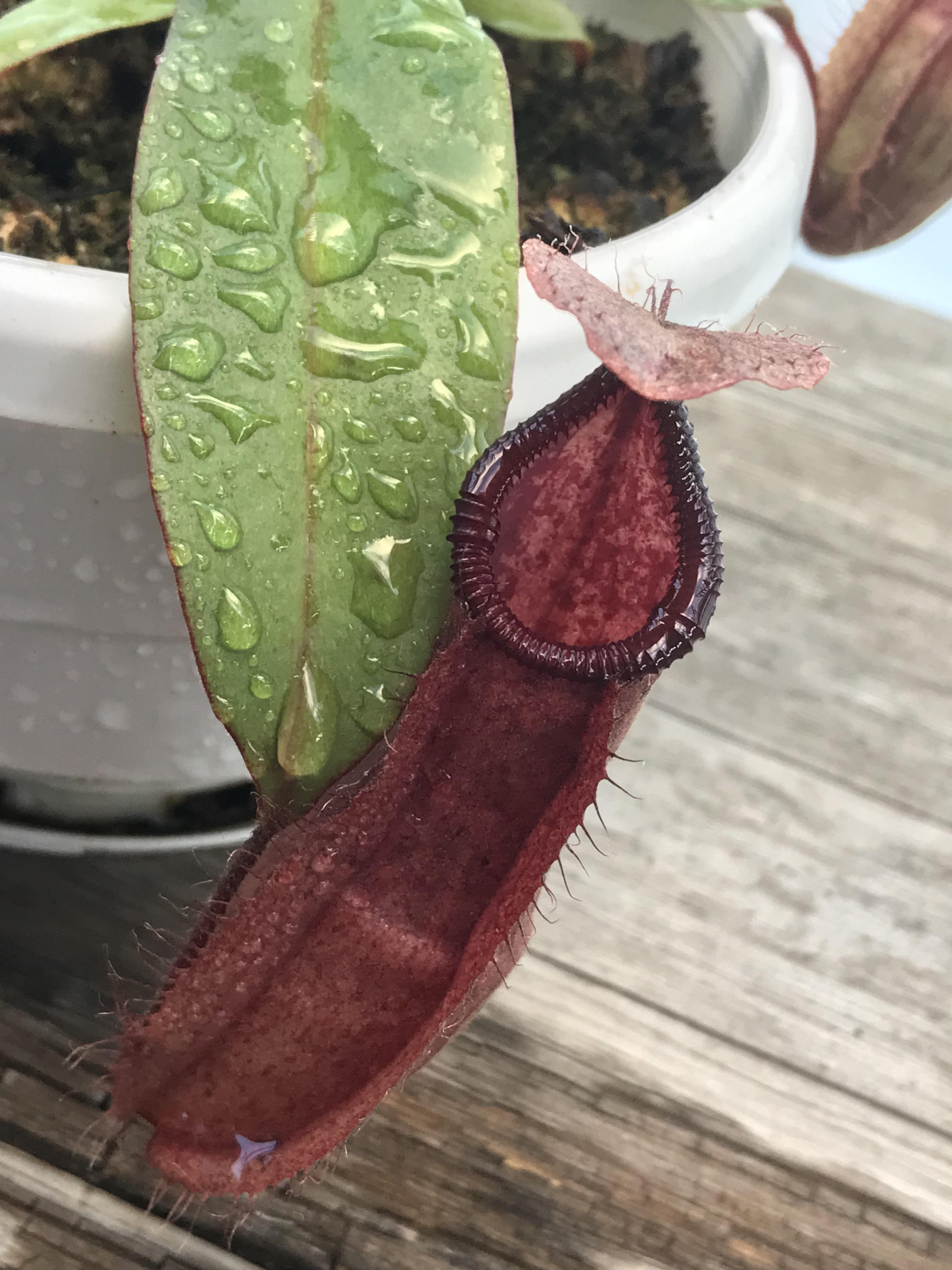 nepenthes thorelii x hamata | Scrolller