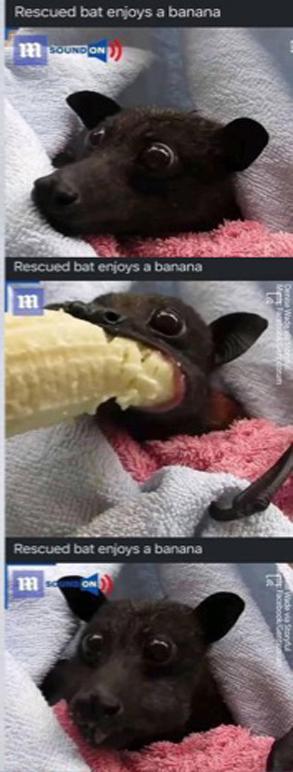 Nothing here just cute bat eating banana | Scrolller