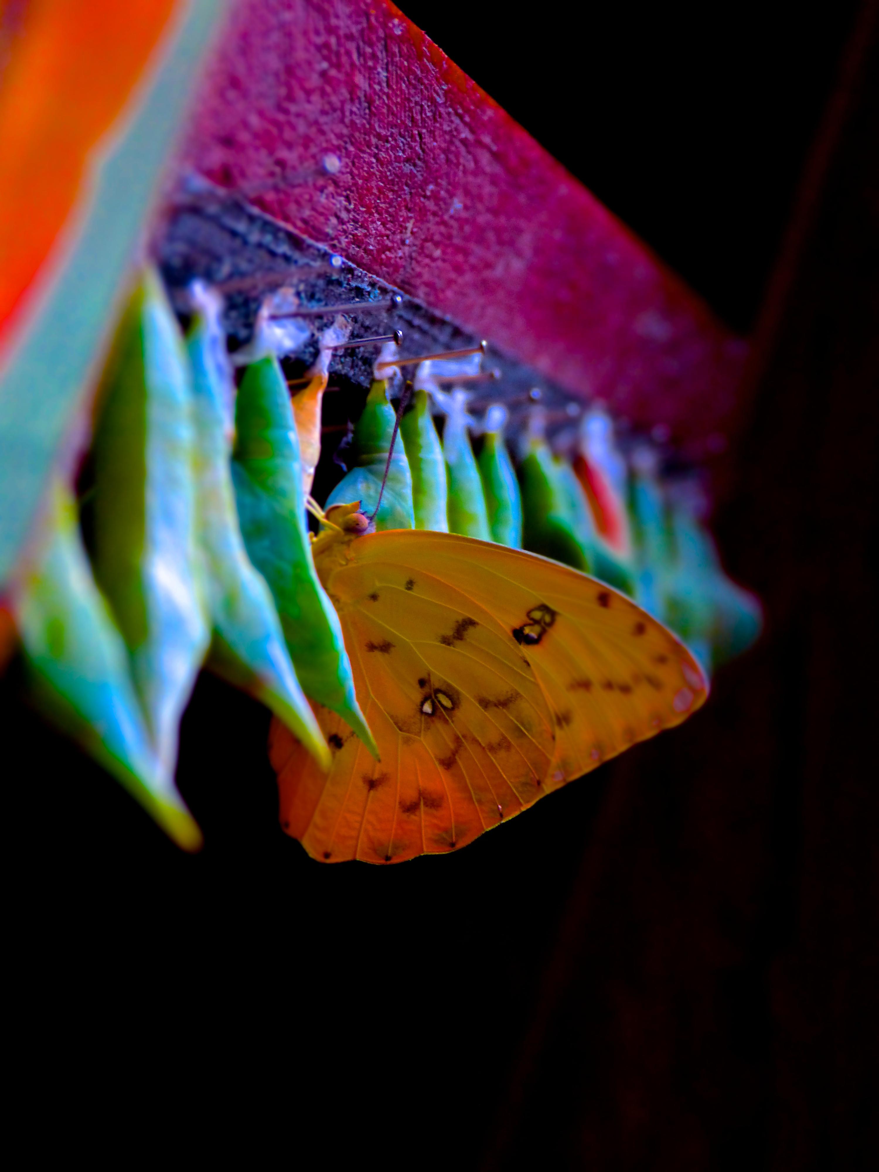 [OC] Costa Rican Butterfly | Scrolller