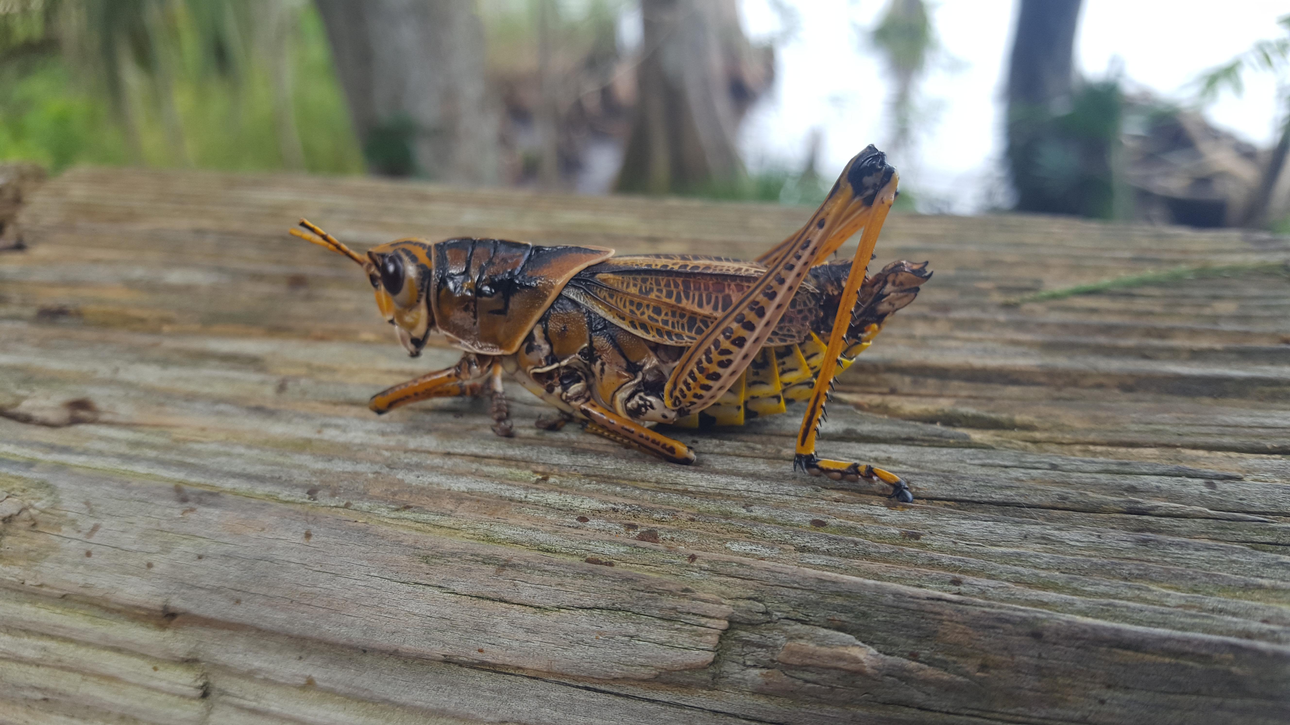 [OC] Locust discovered in Jacksonville Florida. | Scrolller