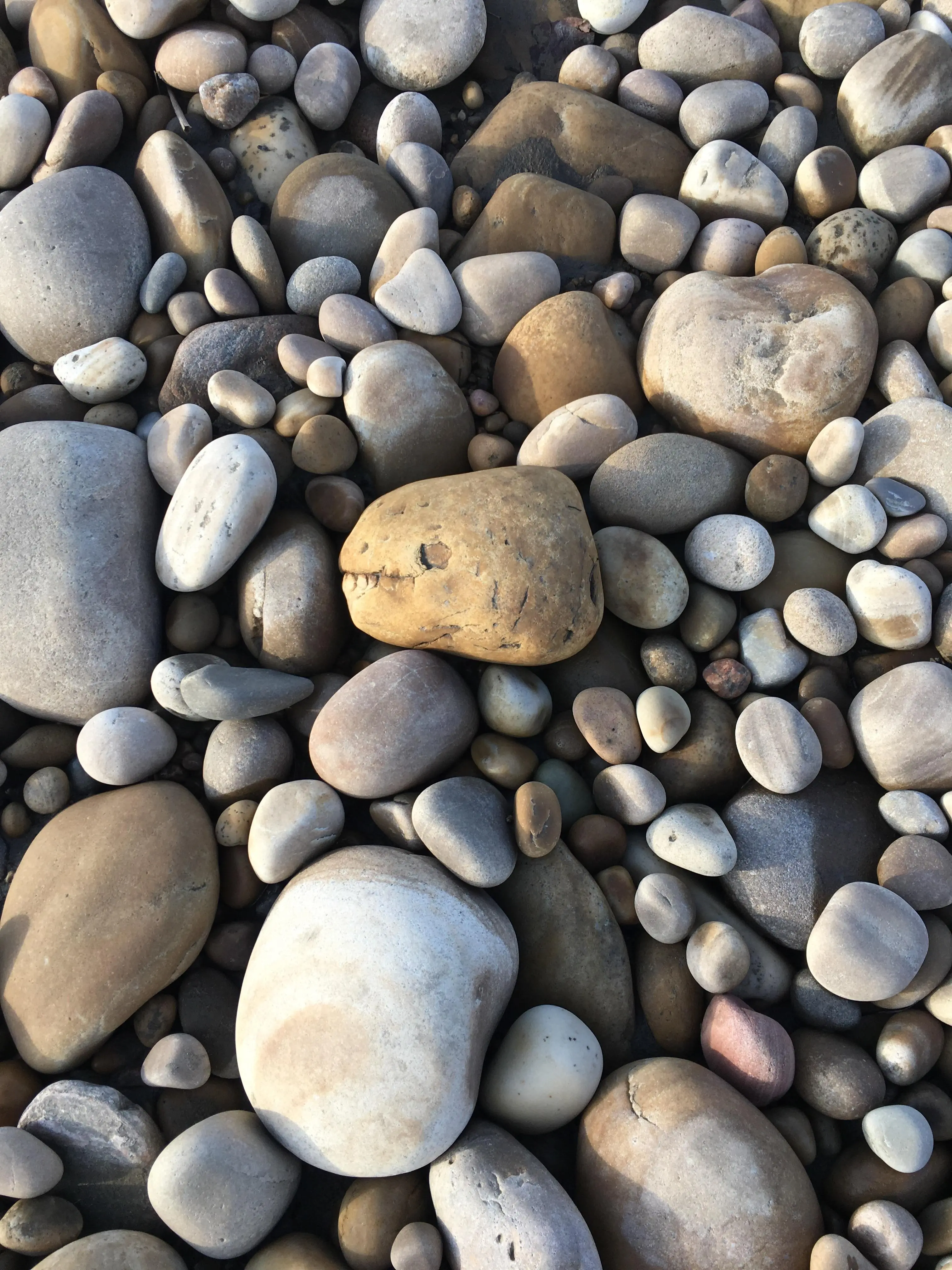 Scrolller Rocks (OC) What about rock pretending to be fossils? | Scrolller