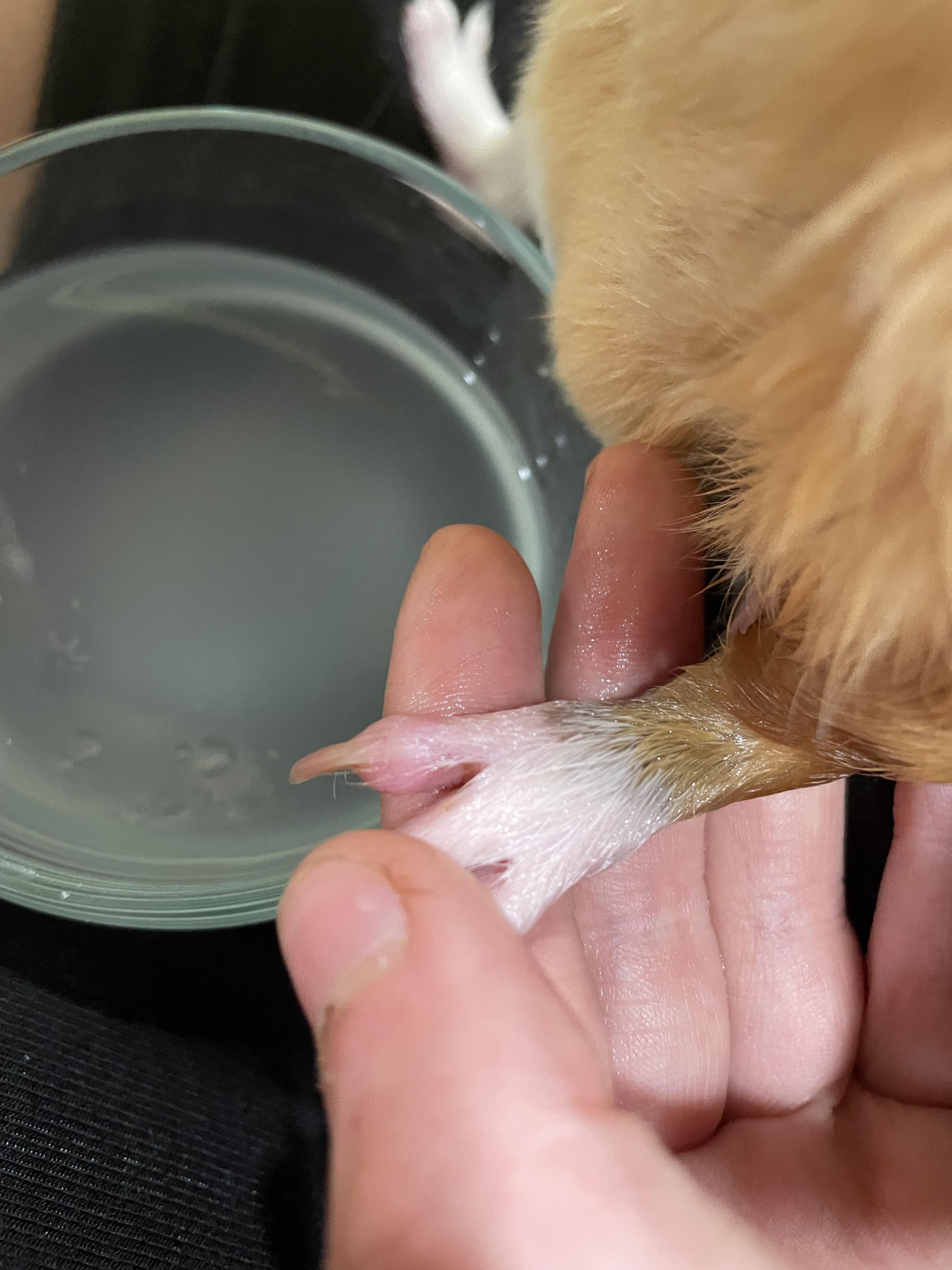 Dermatitis In Pigs one of my little pigs has pododermatitis :( we've been doing epsom salt ...