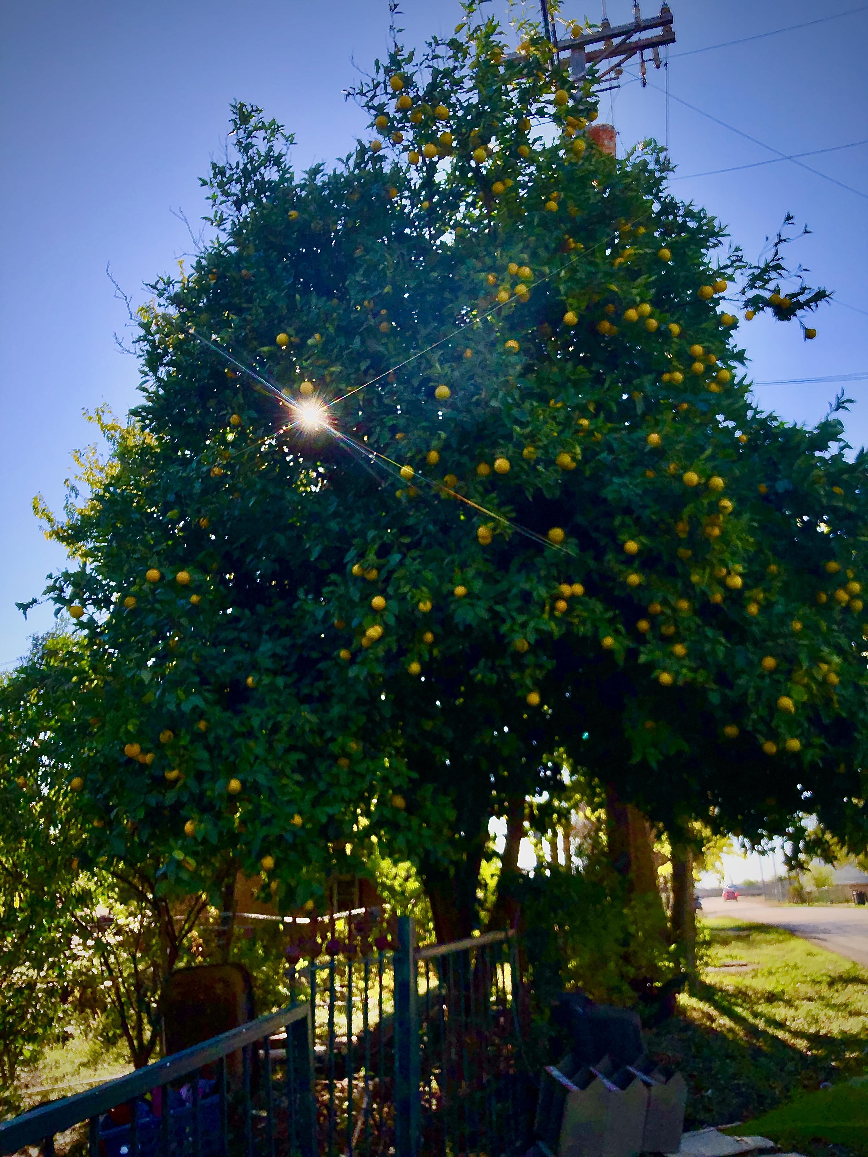 Orange tree growing in my mom’s garden, just 20 miles north of San