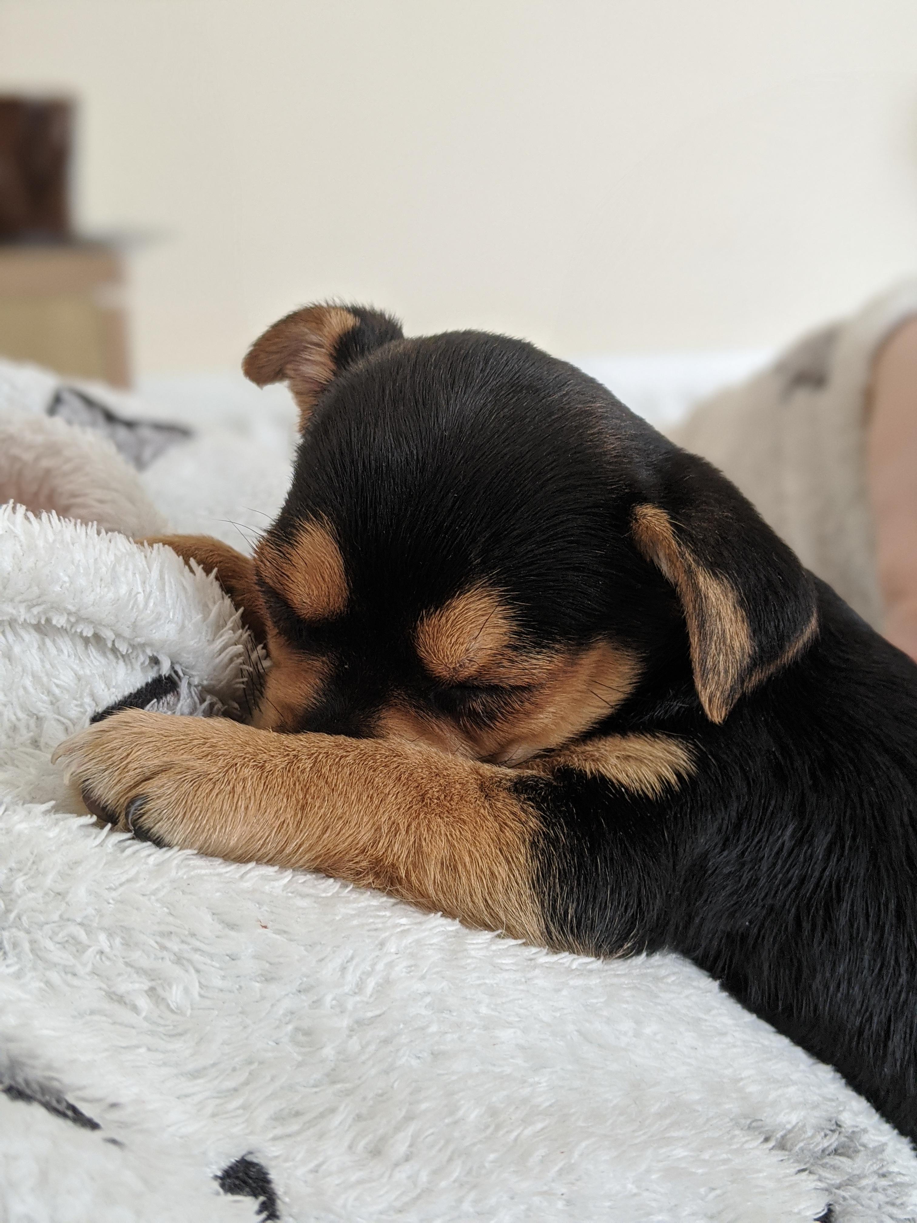 our-9-week-old-puppy-ripley-scrolller