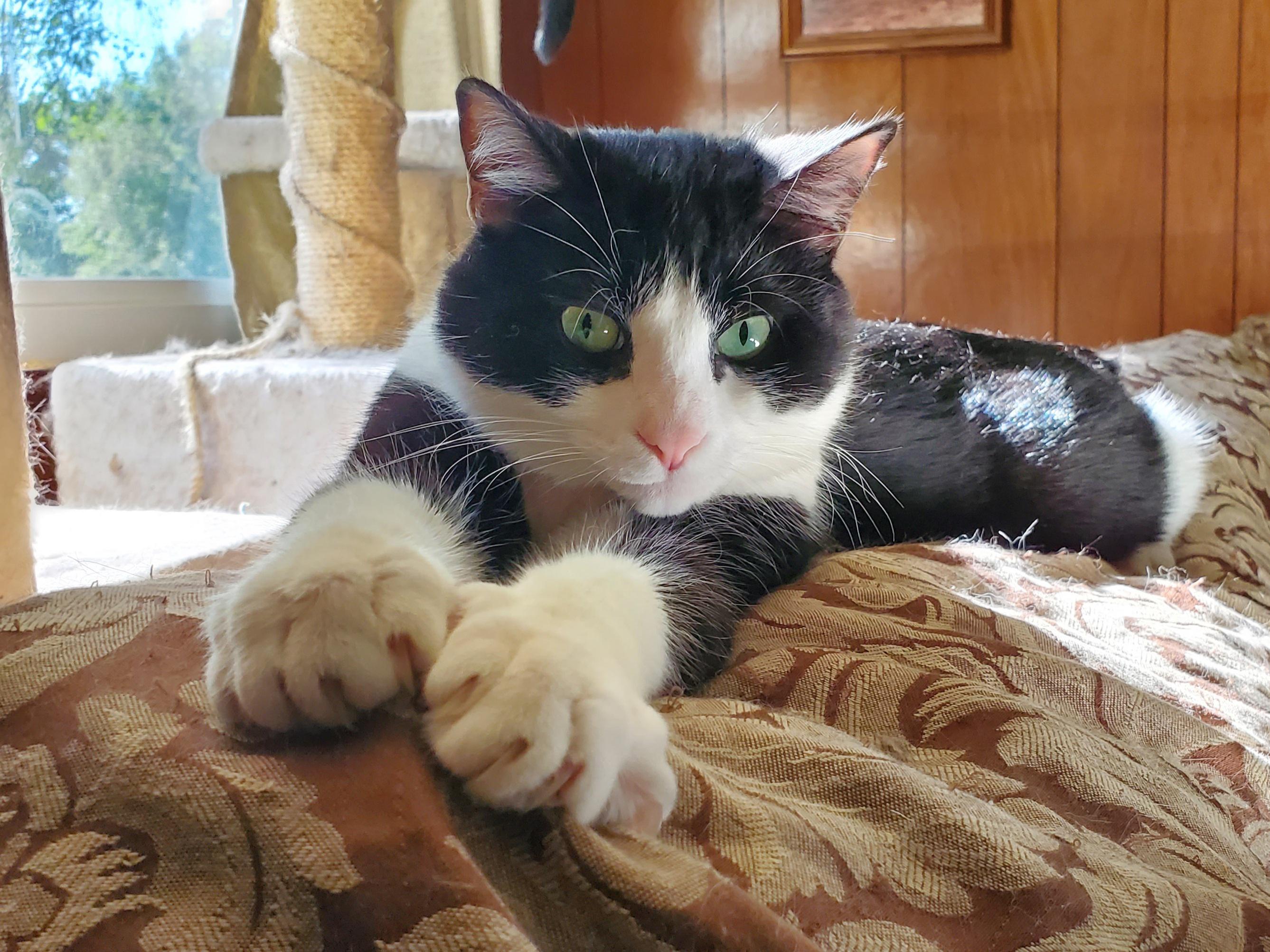 our-middle-child-simba-he-is-5-scrolller