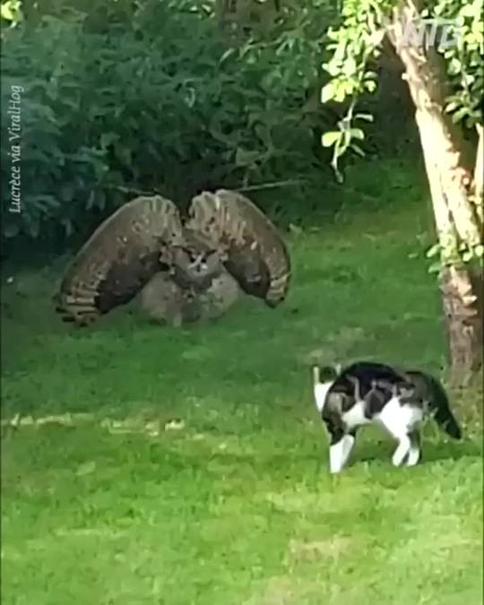 Owl warning cat to keep away Scrolller