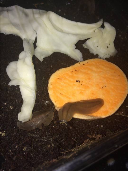 Pancake slug buddies!