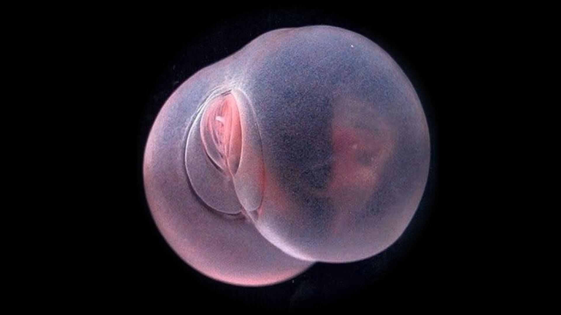 Pigbutt worm | Scrolller