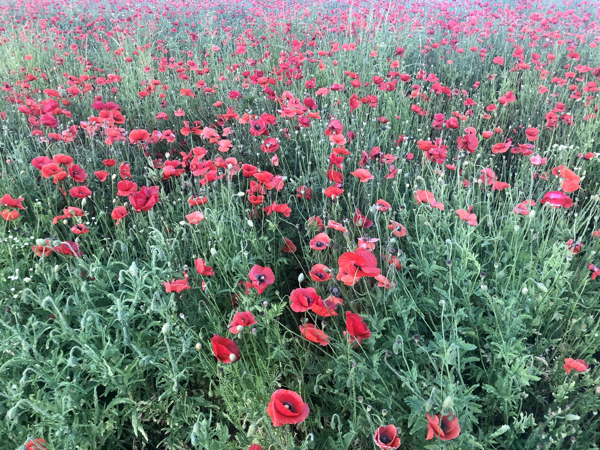 Poppies on the side of a highway in Kentucky | Scrolller