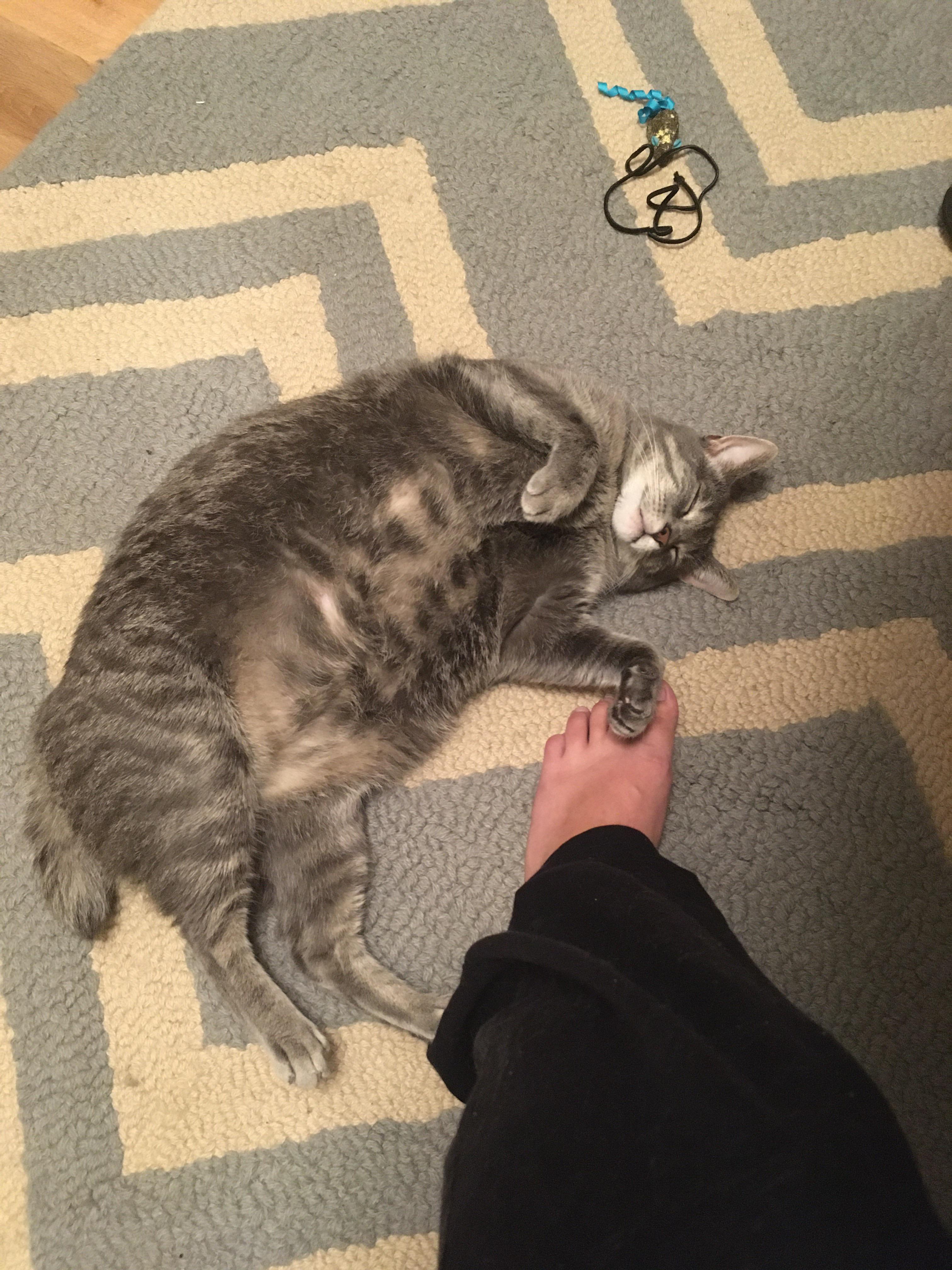 Princess, ruler of chub and stub | Scrolller