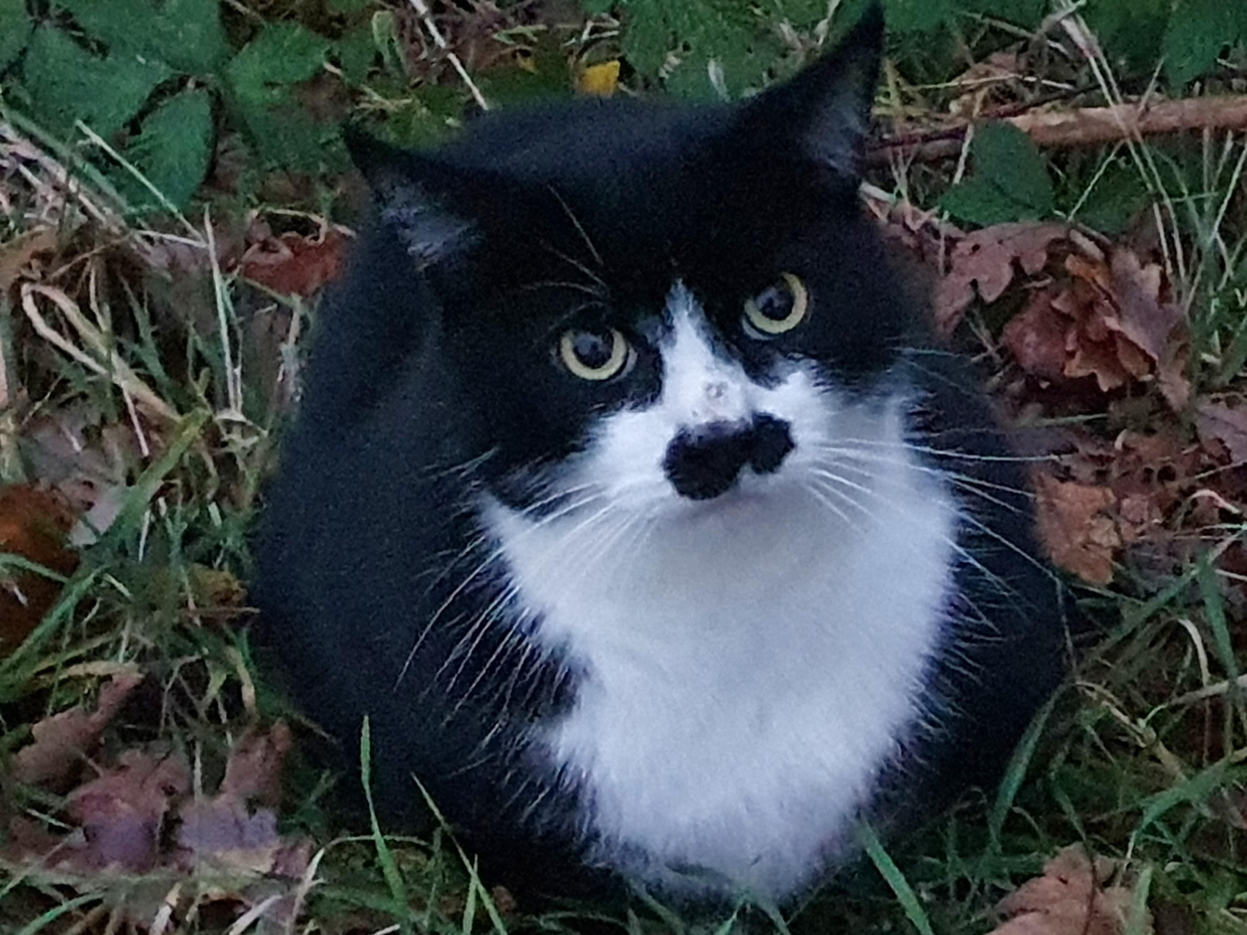 Kitler in his natural Lebensraum | Scrolller