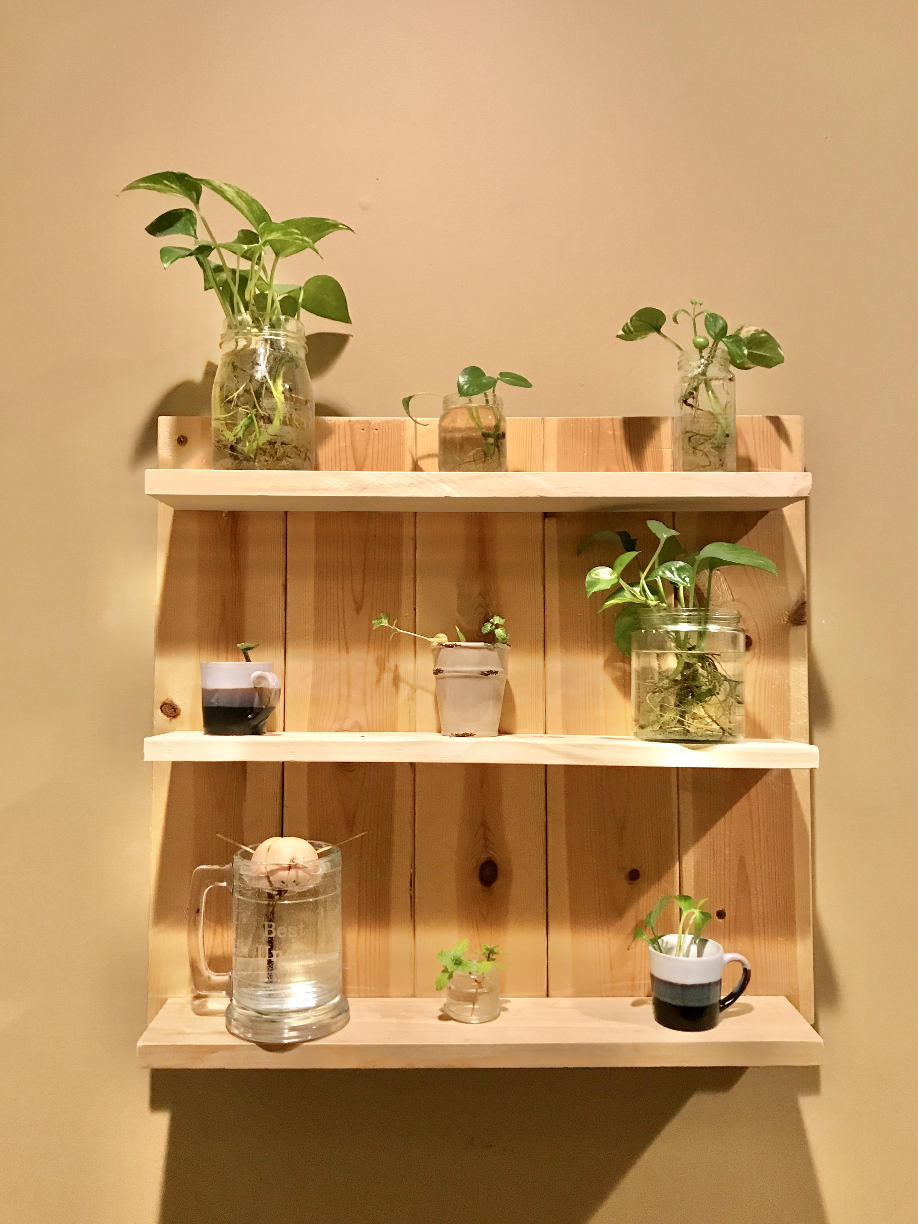 Image showcasing Quick and easy wall-mounted plant stand/propagation station (Slowly ...