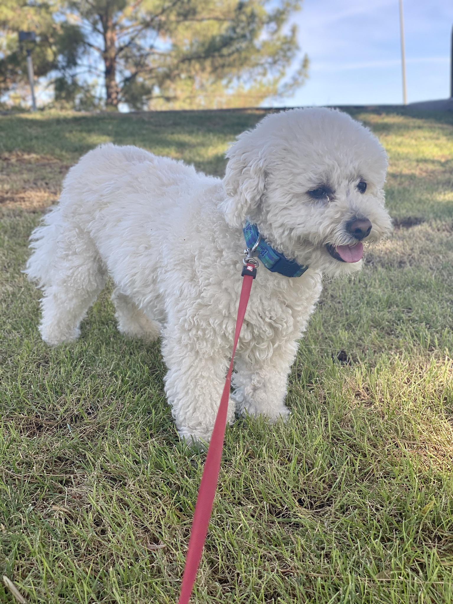 rare-moment-captured-of-arthur-with-his-tail-down-he-must-really-be