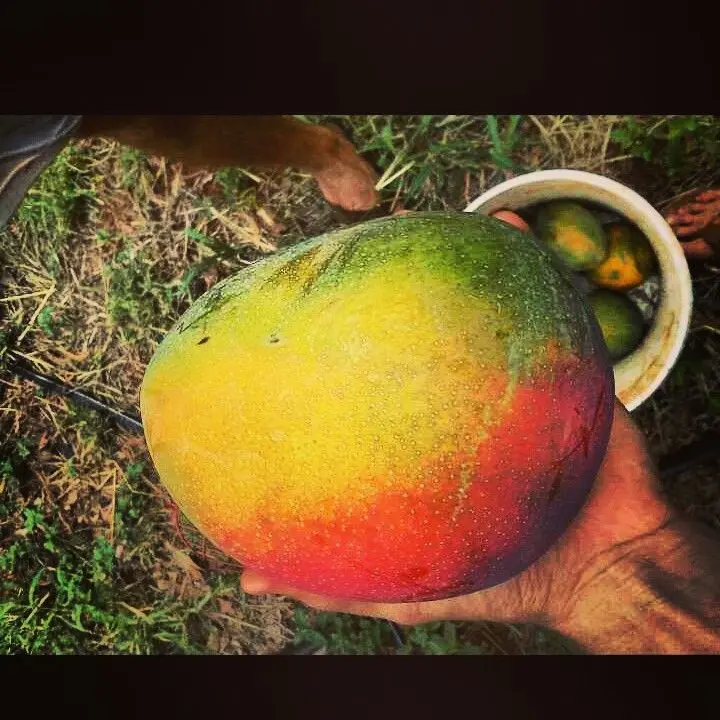 Rastafarian colored mango on Ululani Farm in Moloka'i, Hawaii [720x720 ...