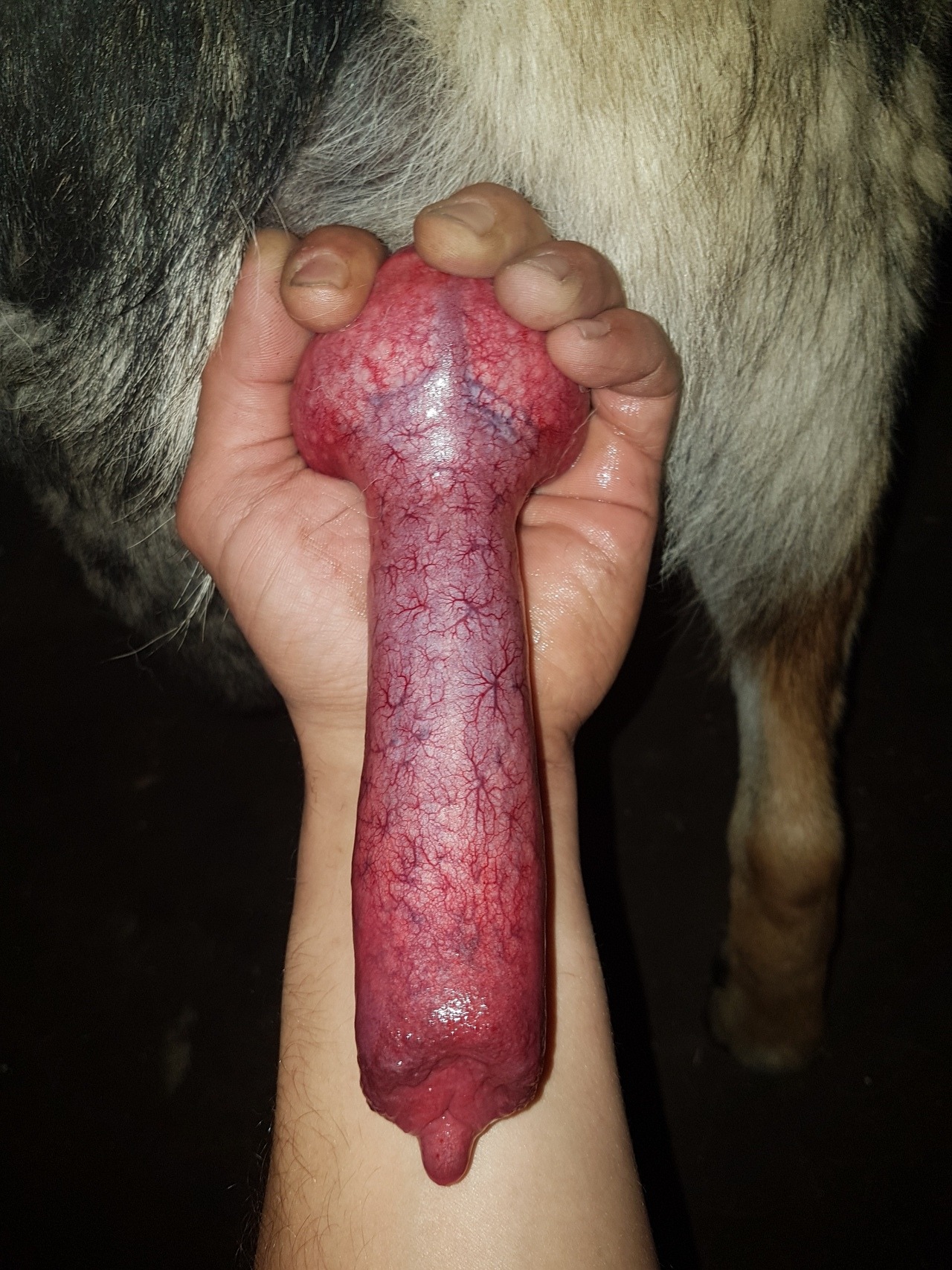 Dog dick red rocket cum