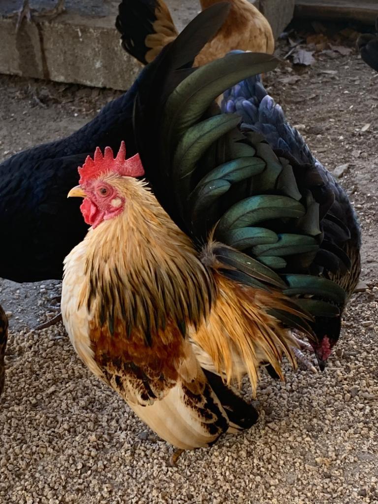 Red Serama Roo | Scrolller