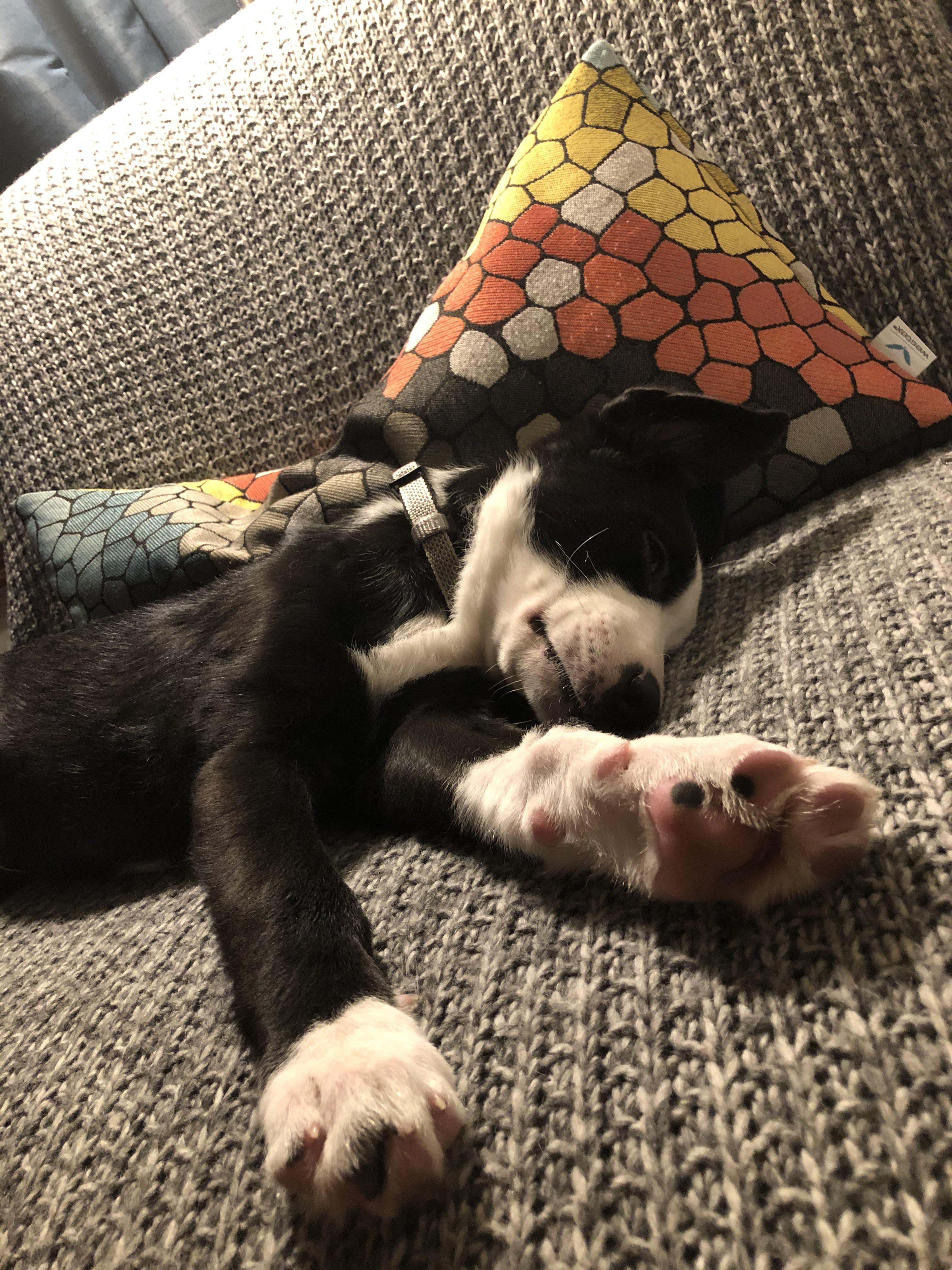 Reddit, meet Percy! He’s a Border Collie/Lab mix, and he’s a very sweet