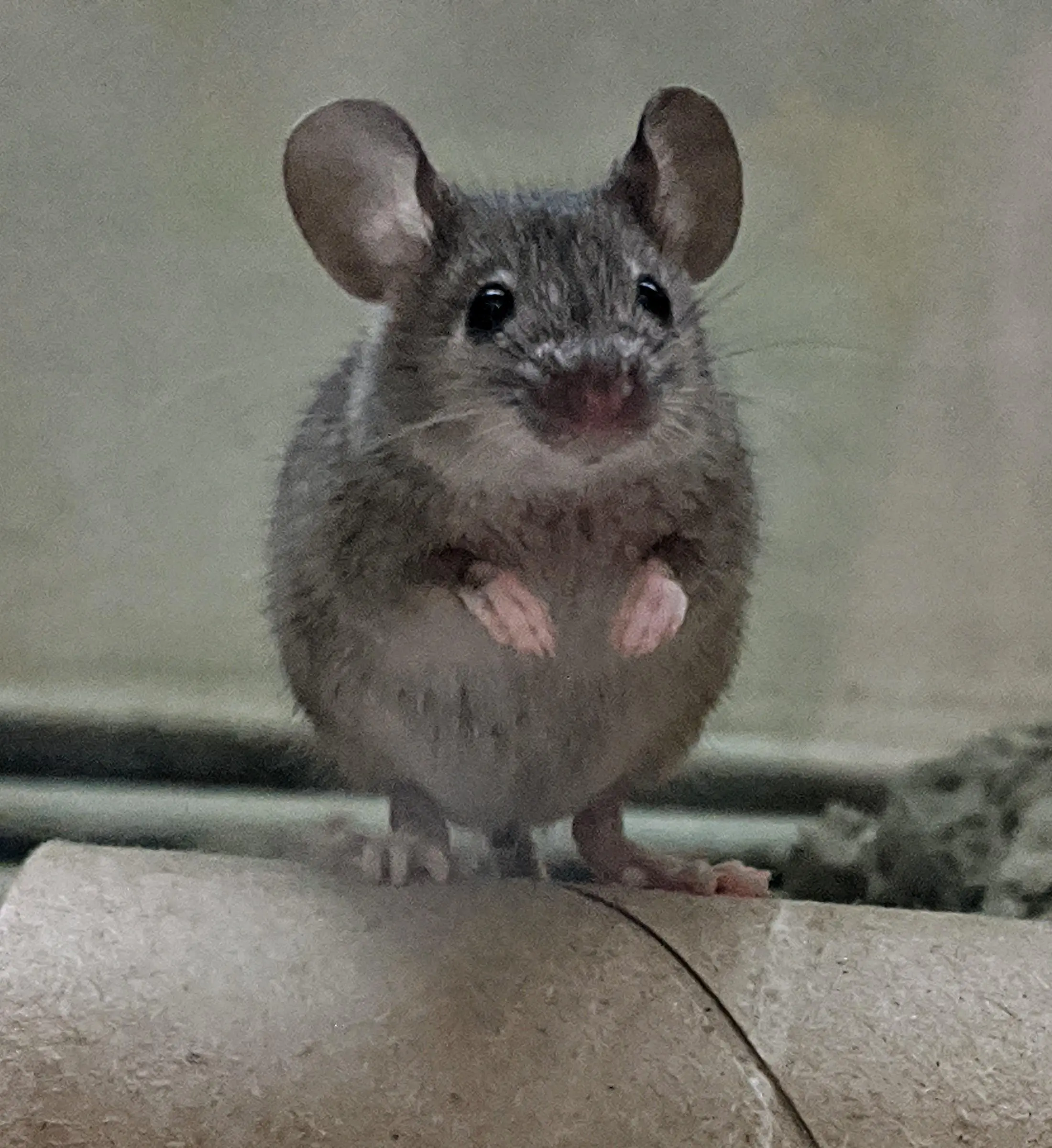Rescue mouse grabbies! | Scrolller