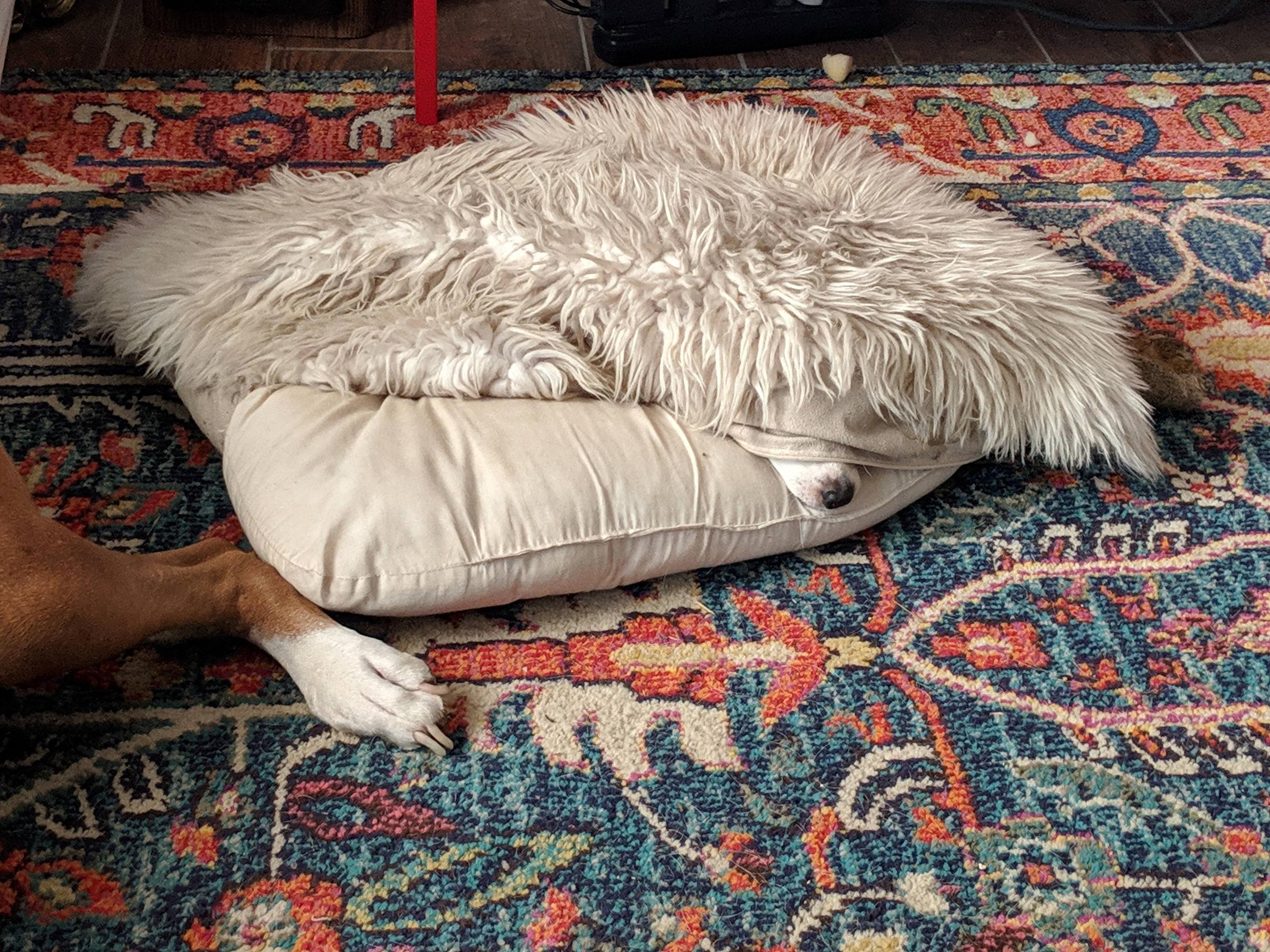 She doesn't like sleeping on top of the pillow... Scrolller