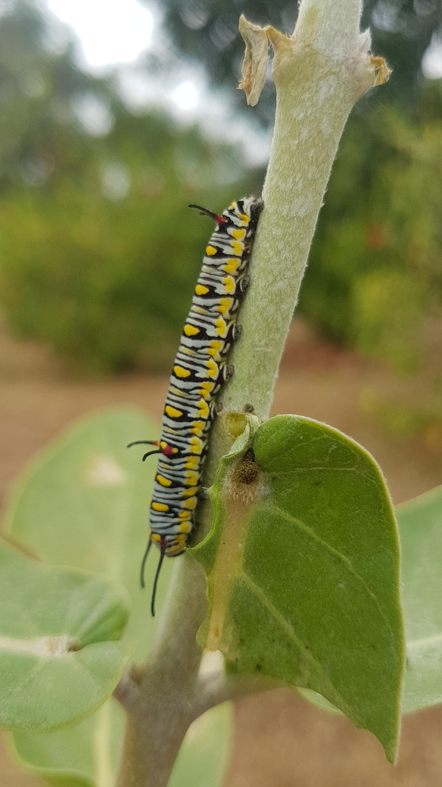 Singapore caterpillar spotted at Eco Park Scrolller