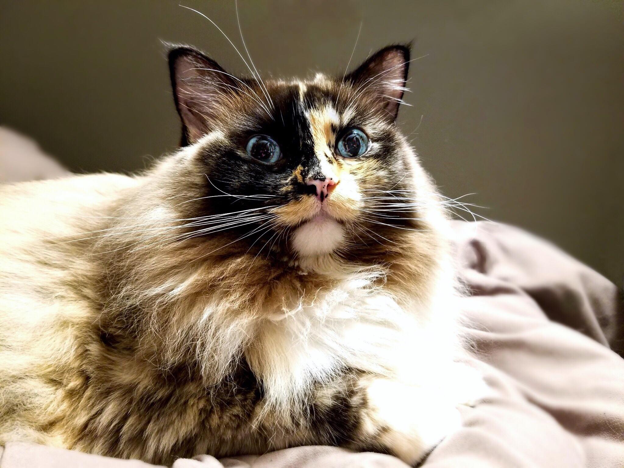 Sitting pretty, my girl Minka. Seal Tortie Mitted Mink Raggie. | Scrolller