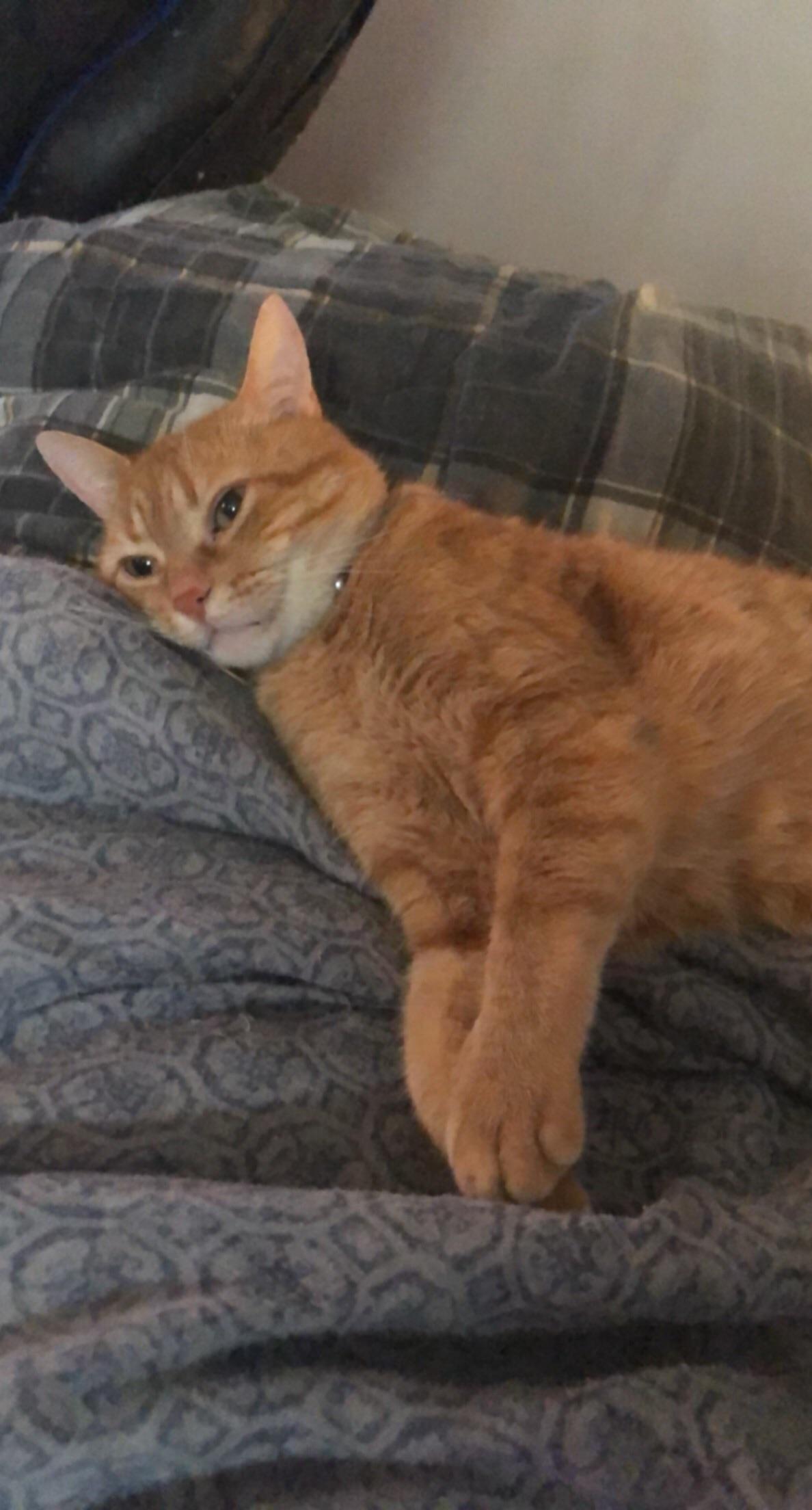 Sleepy Kitty ёяшн Scrolller