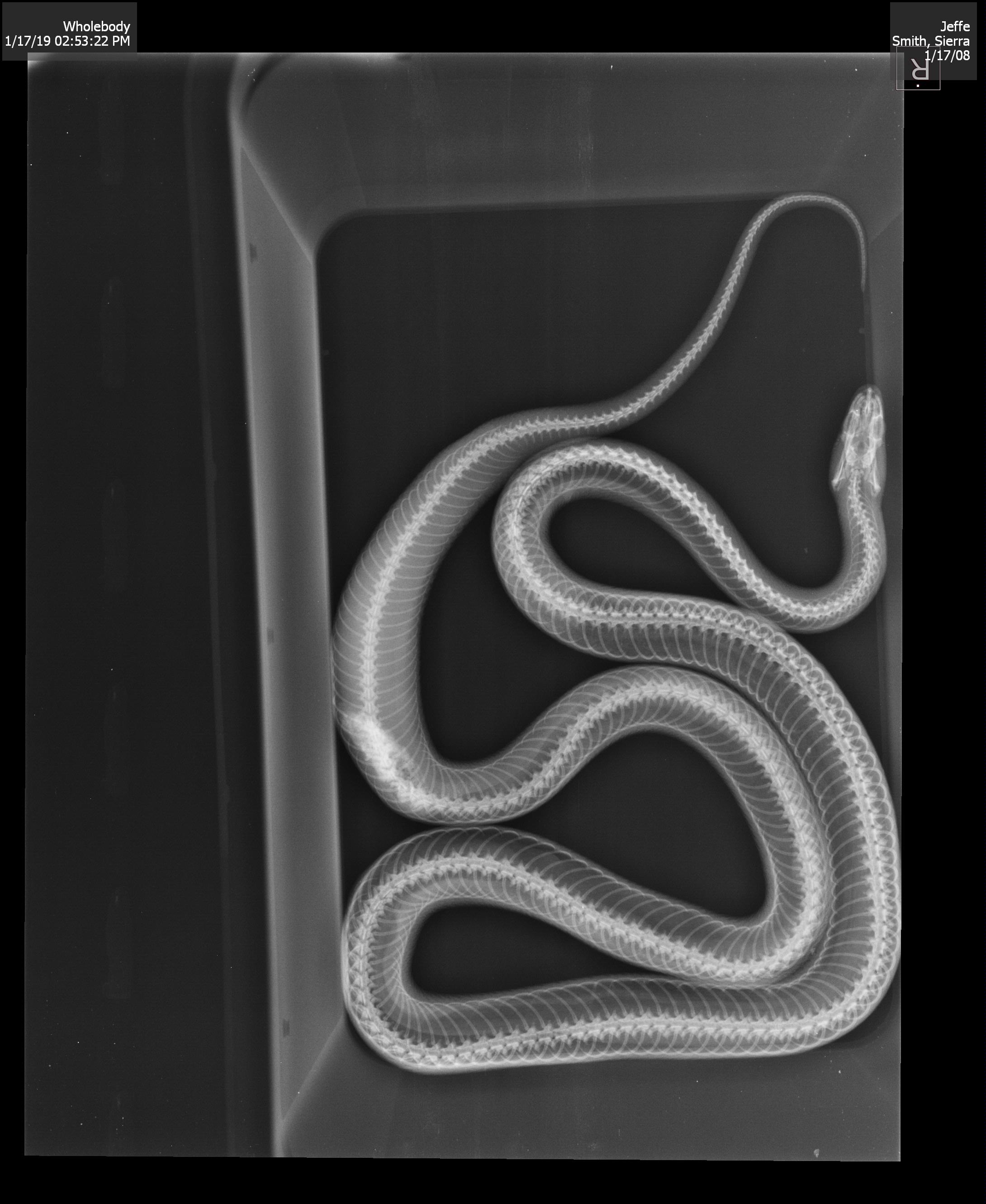 Snake has a kidney tumor. Wanted to share their xray. Wish him luck in ...