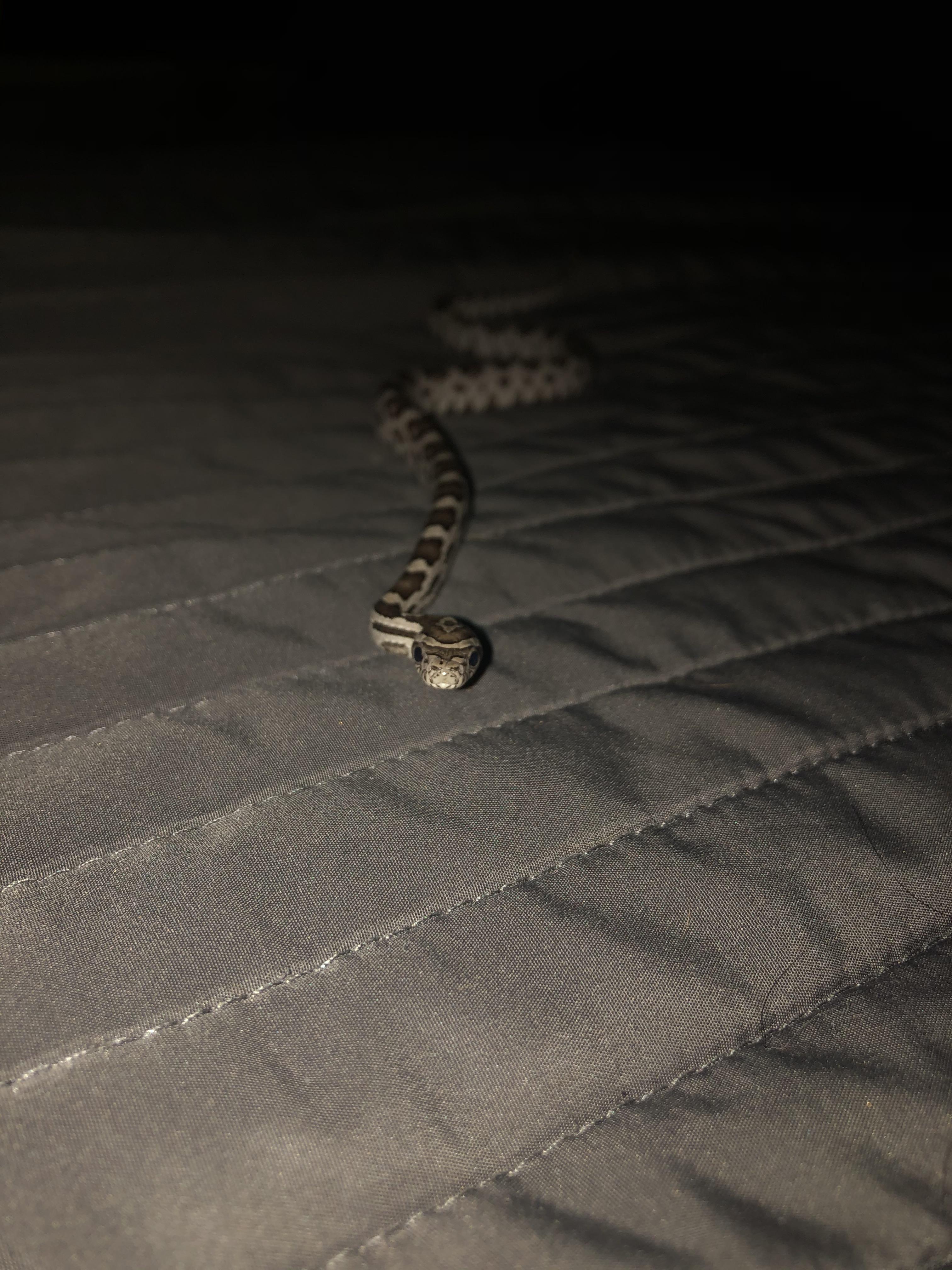 Snake on bed. Snake on bed. Scrolller