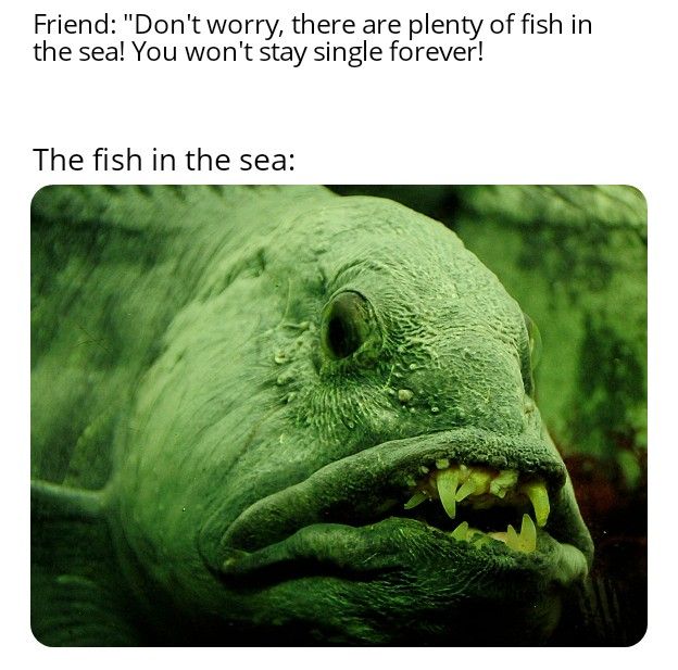 some-ugly-fish-in-here-smh-scrolller